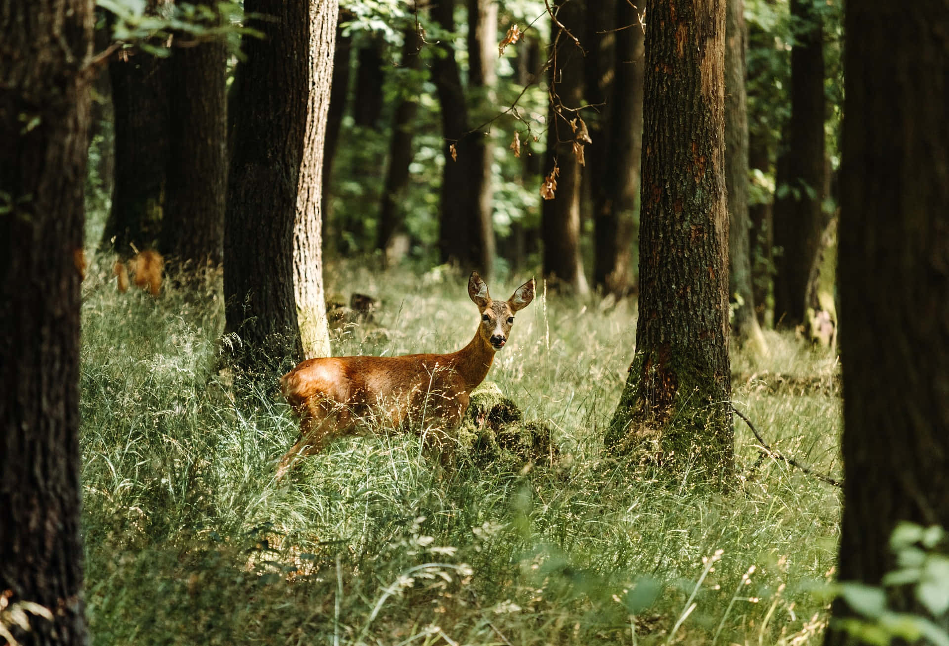 Young Deer Spotted In The Beautiful Forest Picture