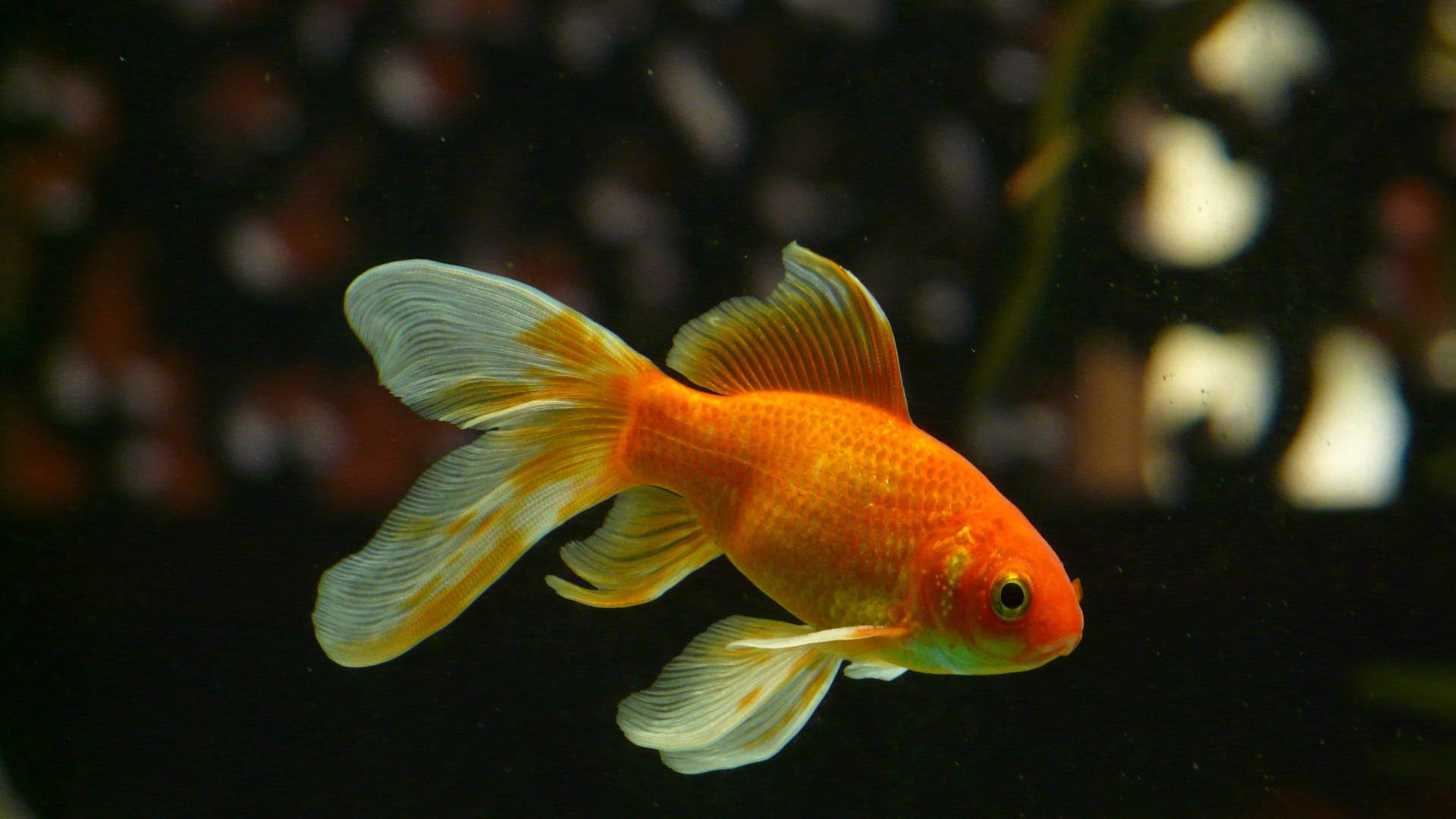Beautiful Freshwater Goldfish
