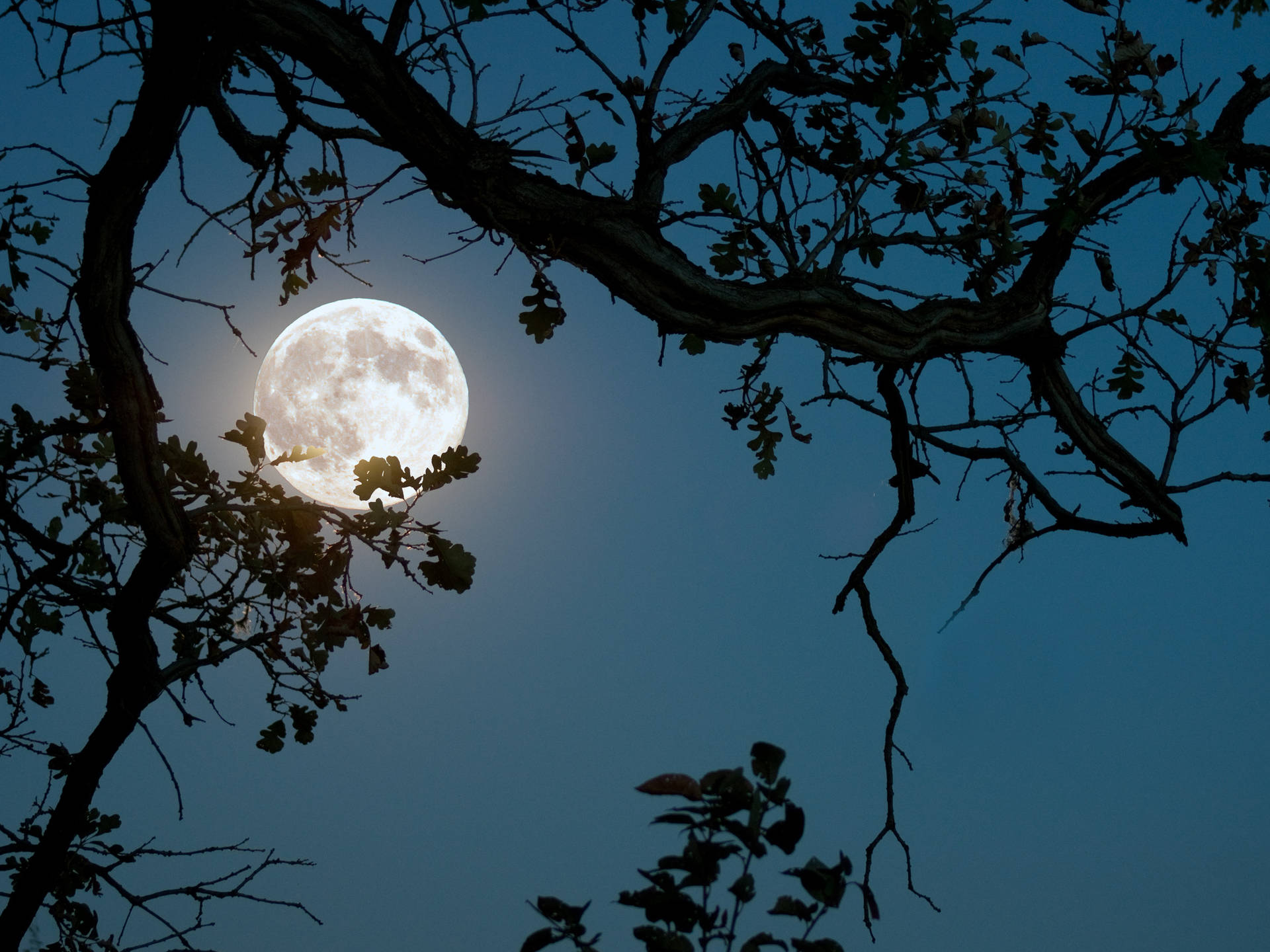 Beautiful Full Moon And Tree Branch Wallpaper