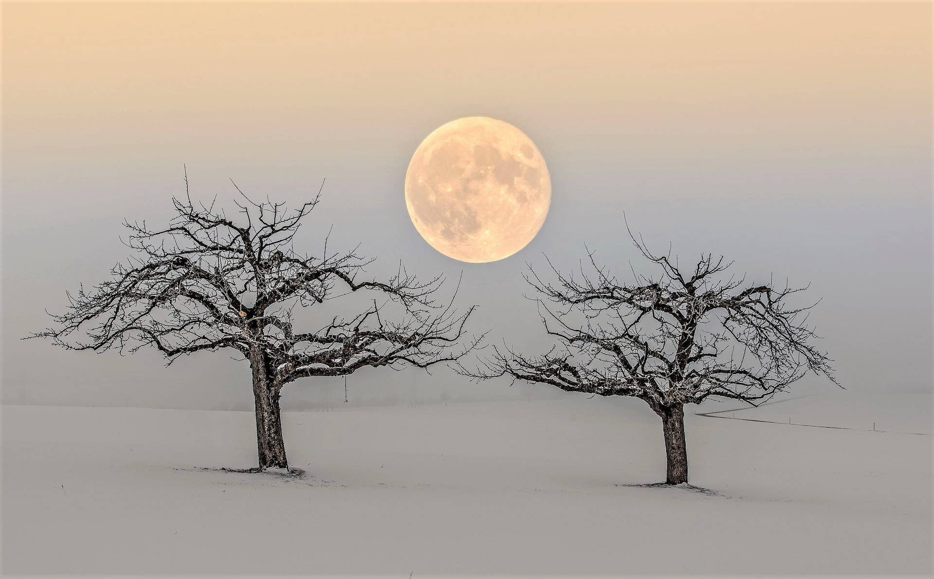 Beautiful Full Moon Two Winter Trees Wallpaper