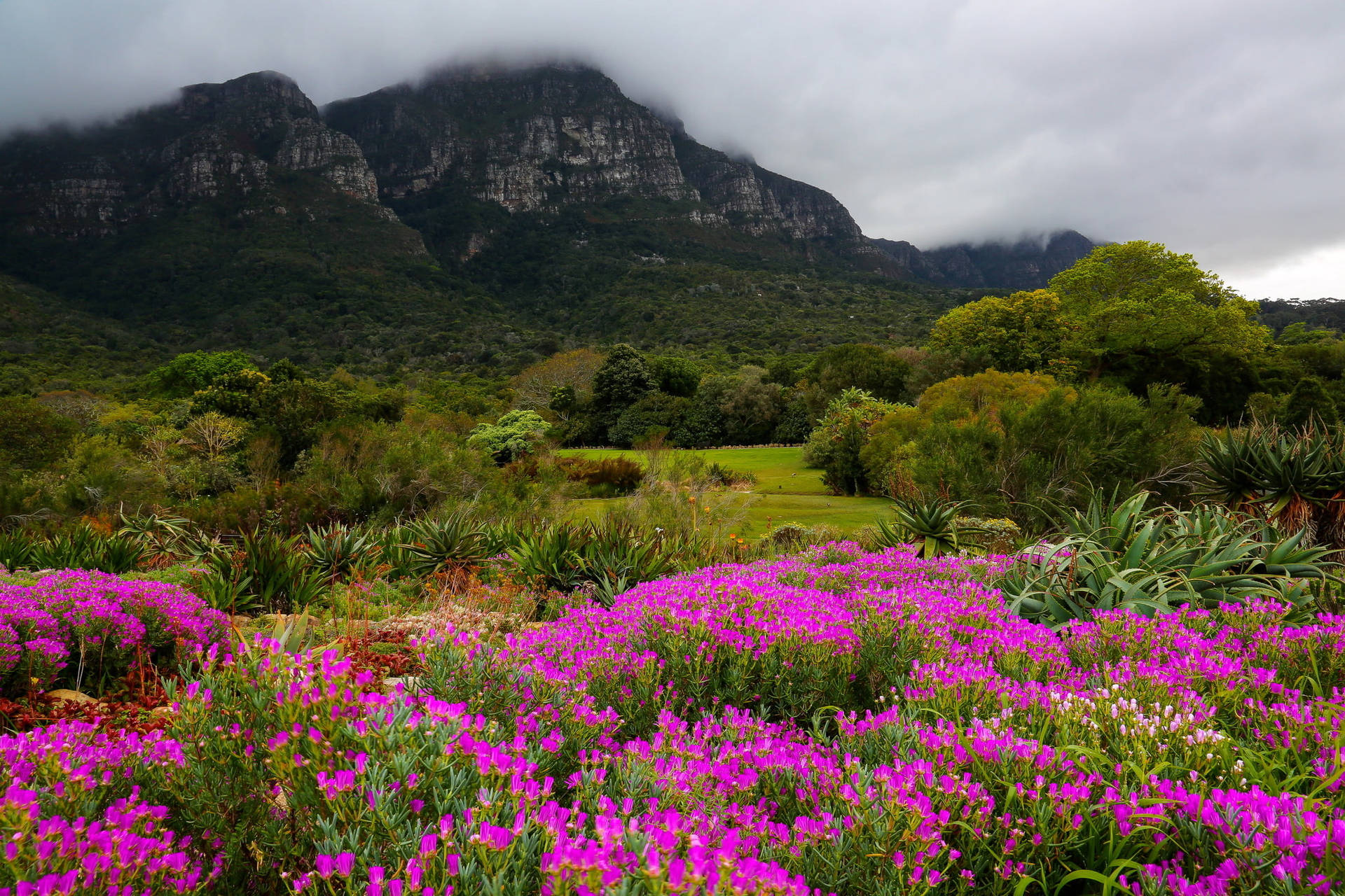 Hermosojardín En Ciudad Del Cabo Fondo de pantalla