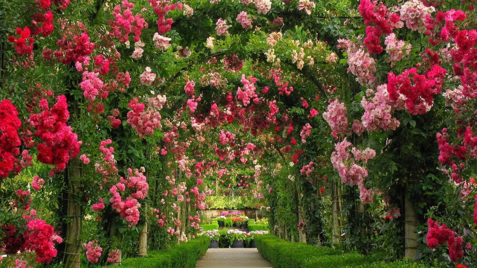 Beautiful Garden Of Flower Pc Wallpaper