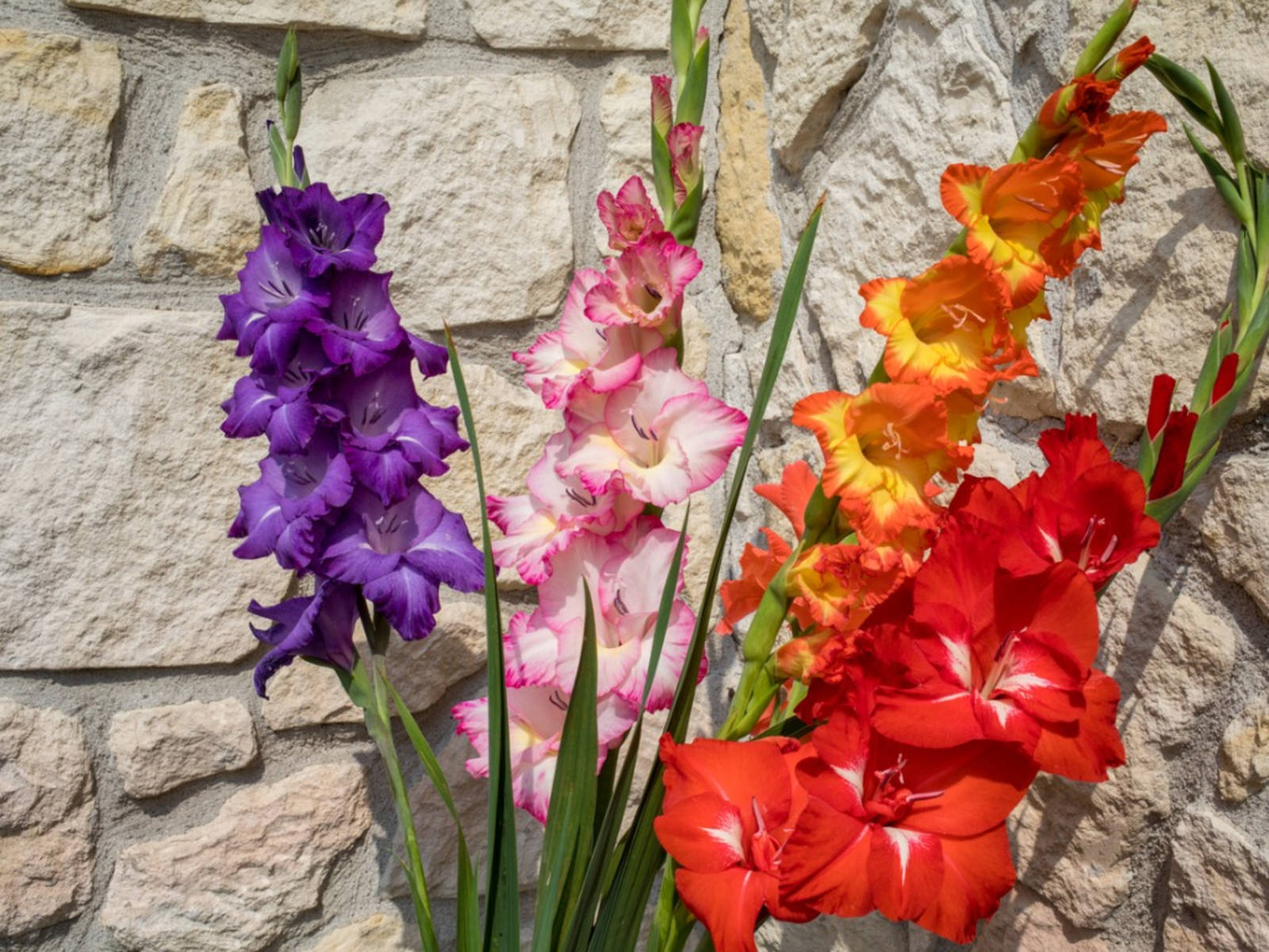 Smukke Gladiolus-blomster vignet. Wallpaper