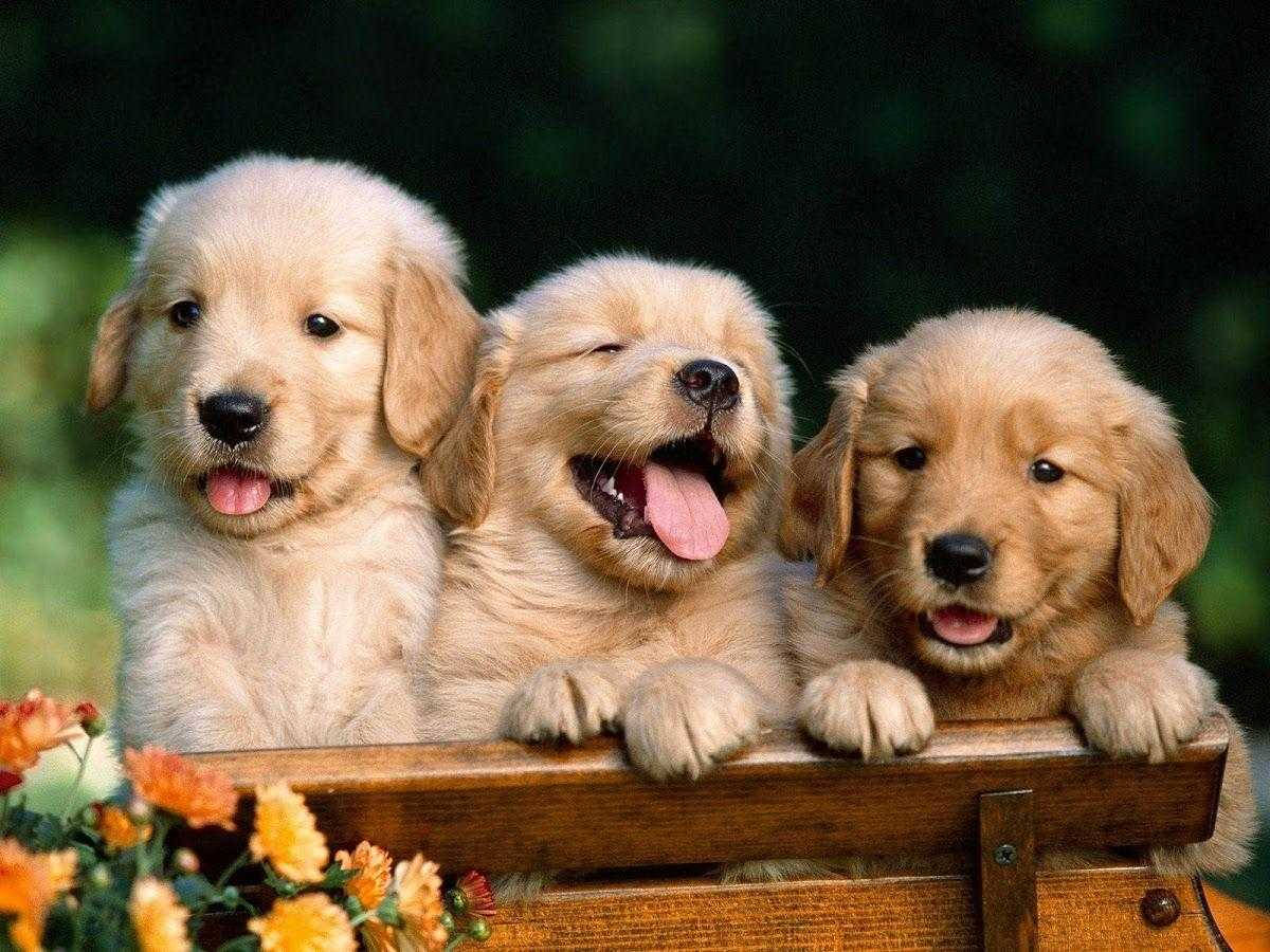 Beautiful Golden Retriever Puppy Desktop Wallpaper