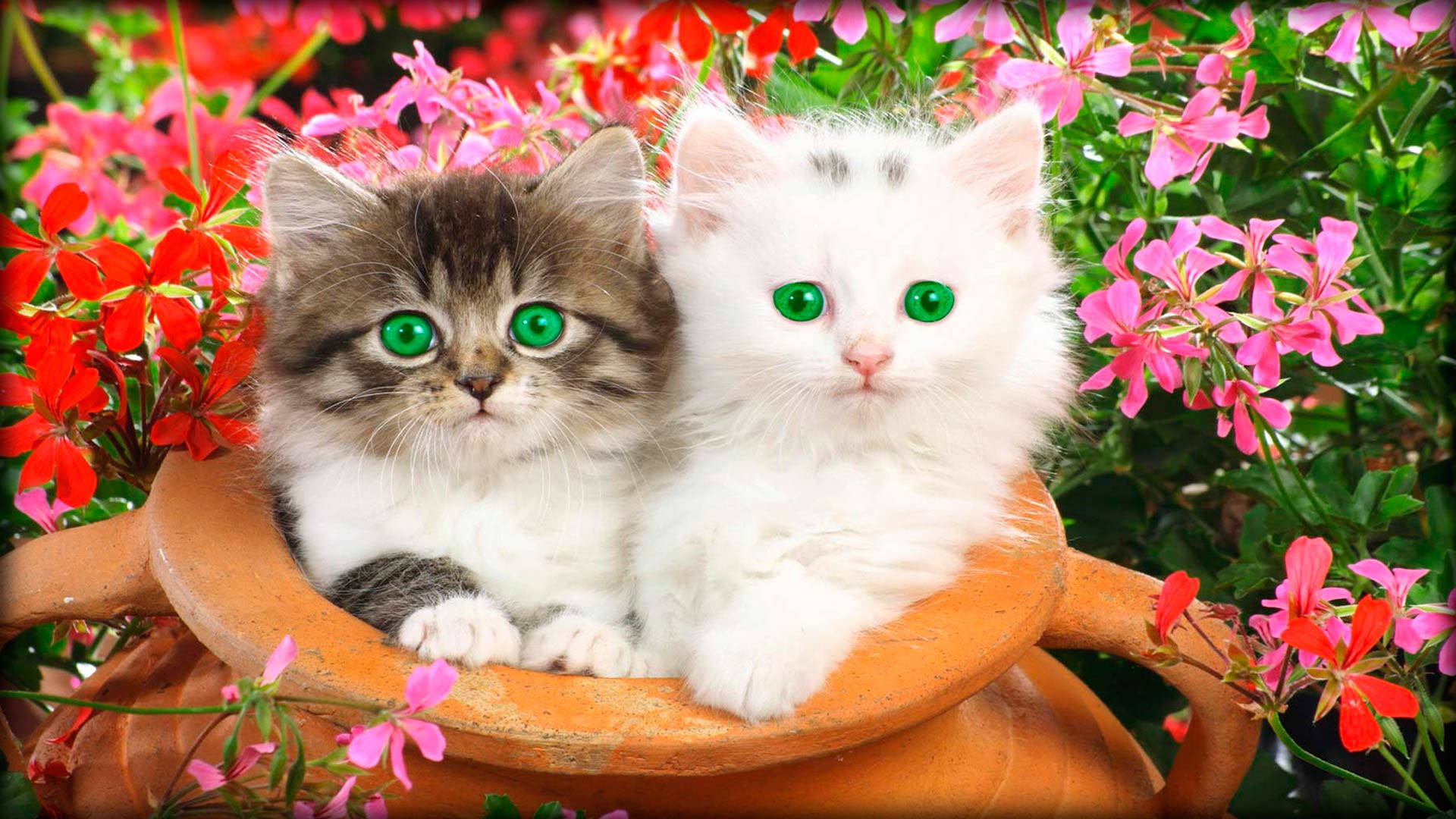 Two playful and beautiful green-eyed kittens Wallpaper