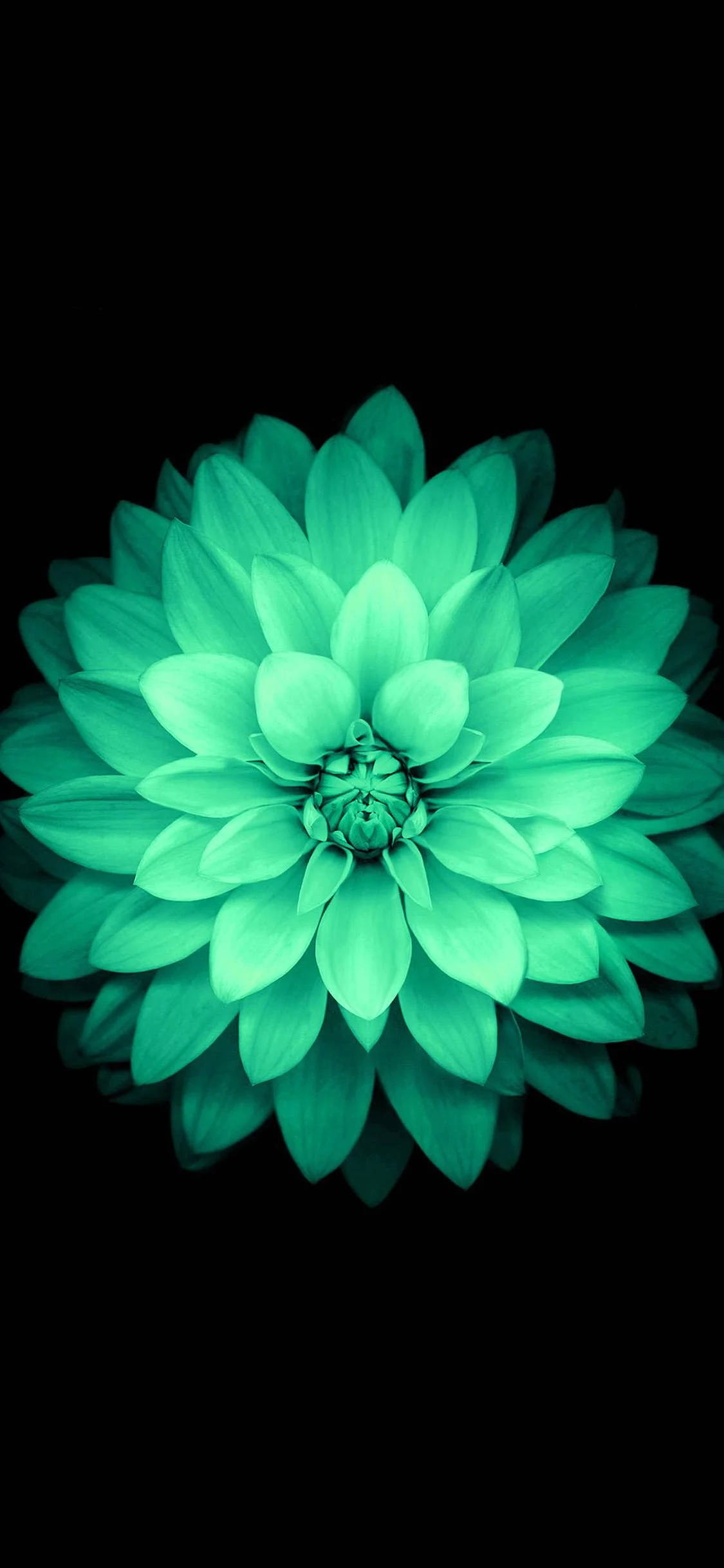 Download Beautiful Green Lotus Apple Flower Wallpaper | Wallpapers.com