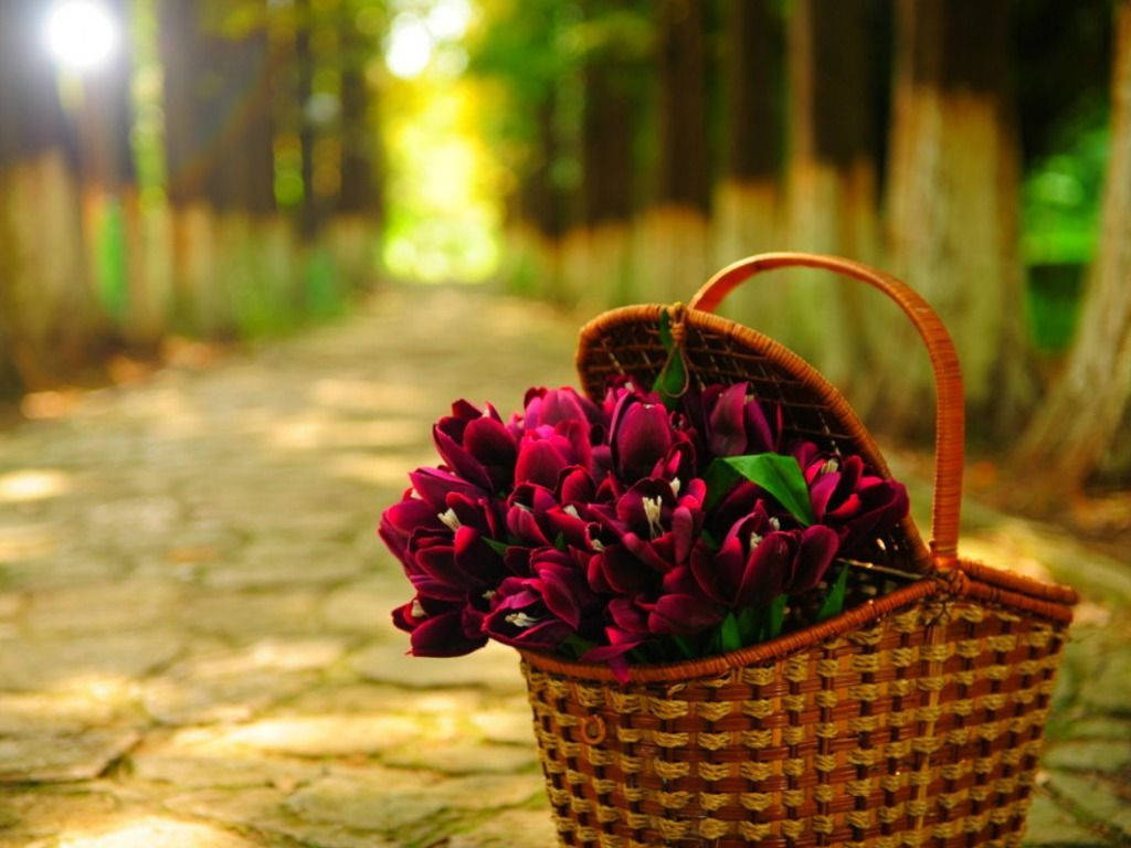Beautiful Hd Basket Of Flowers
