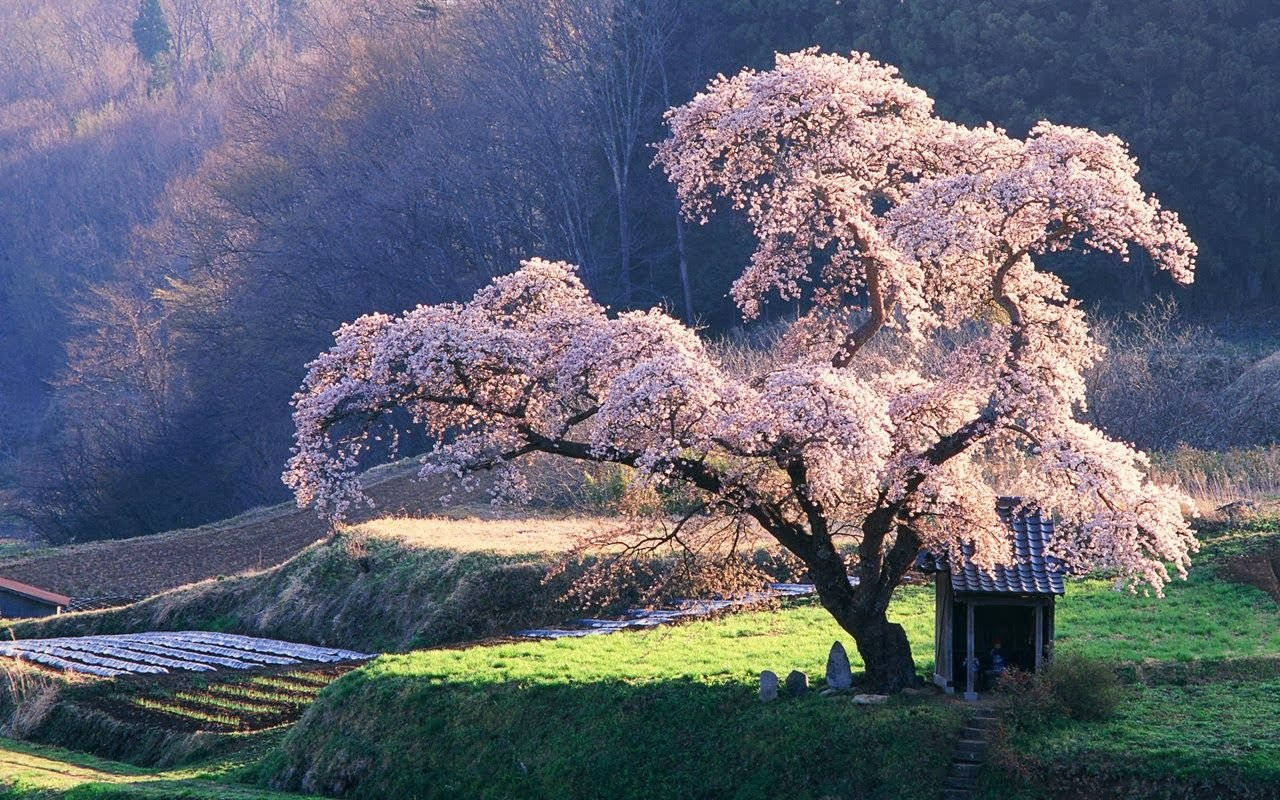 Beautiful Hd Cherry Blossom Tree