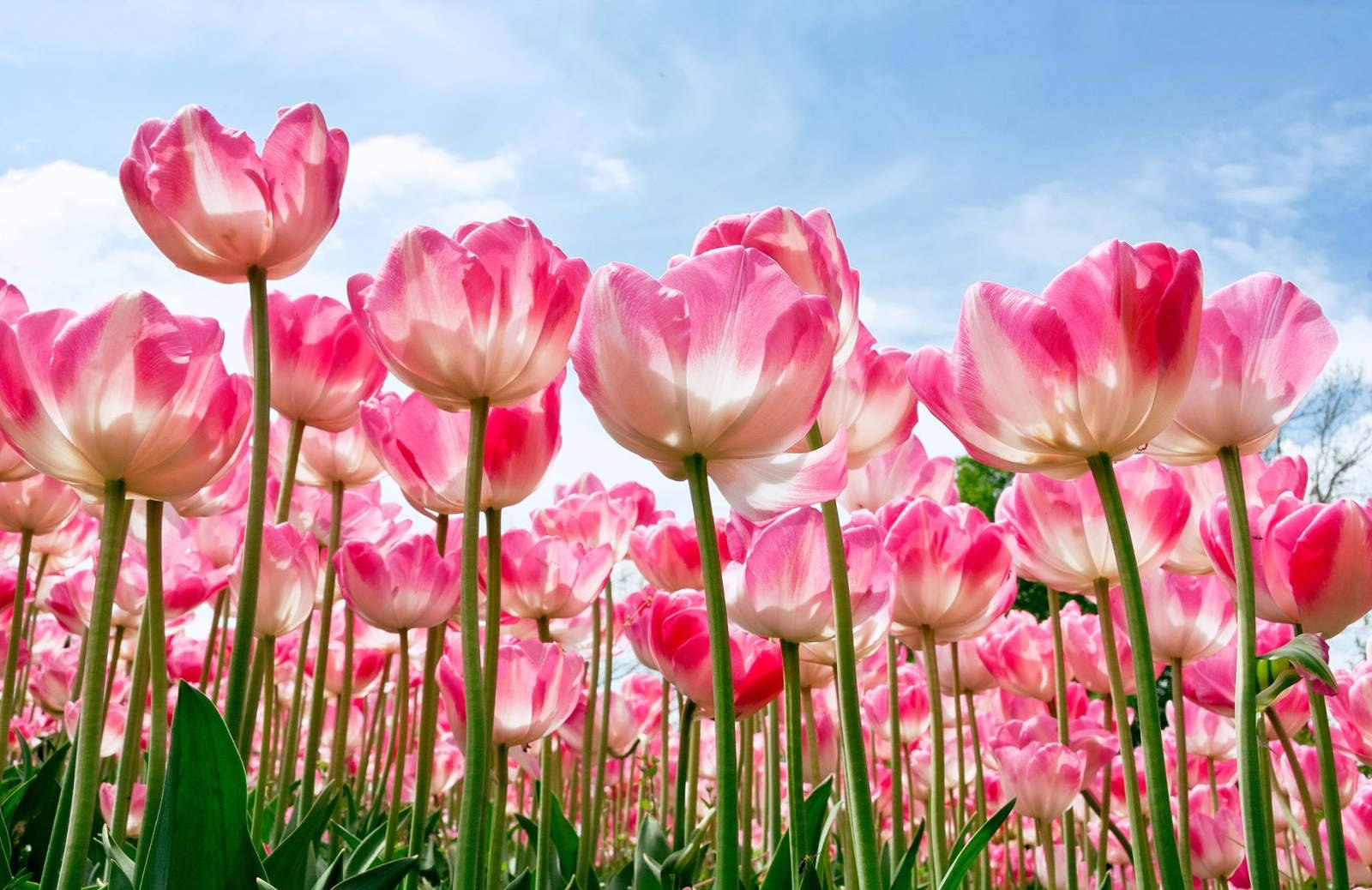 Beautiful Hd Pink Tulips