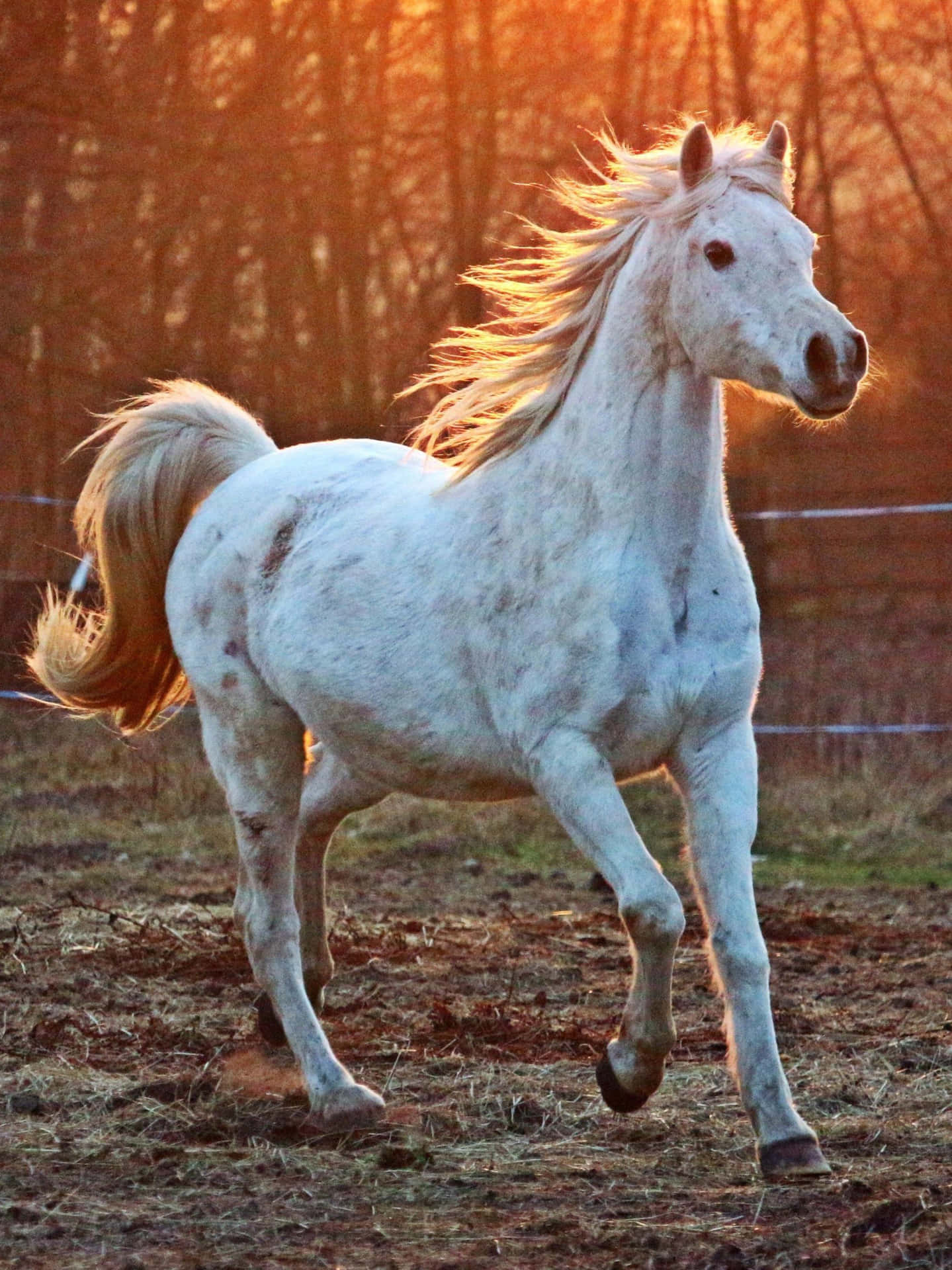 A Beautiful Horse Grazing in a Meadow Wallpaper