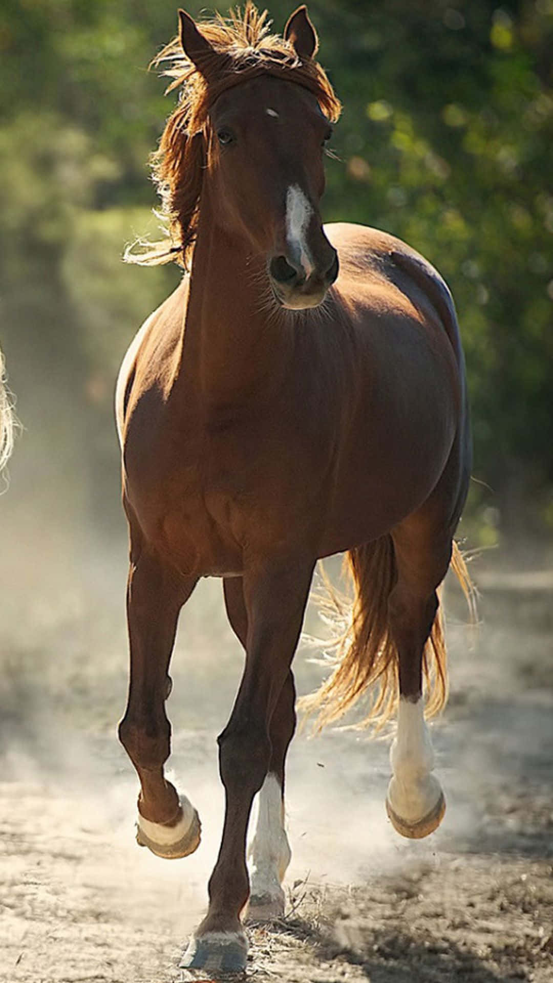 Pragtfuld hest silhuet i den fredfyldte solnedgang Wallpaper