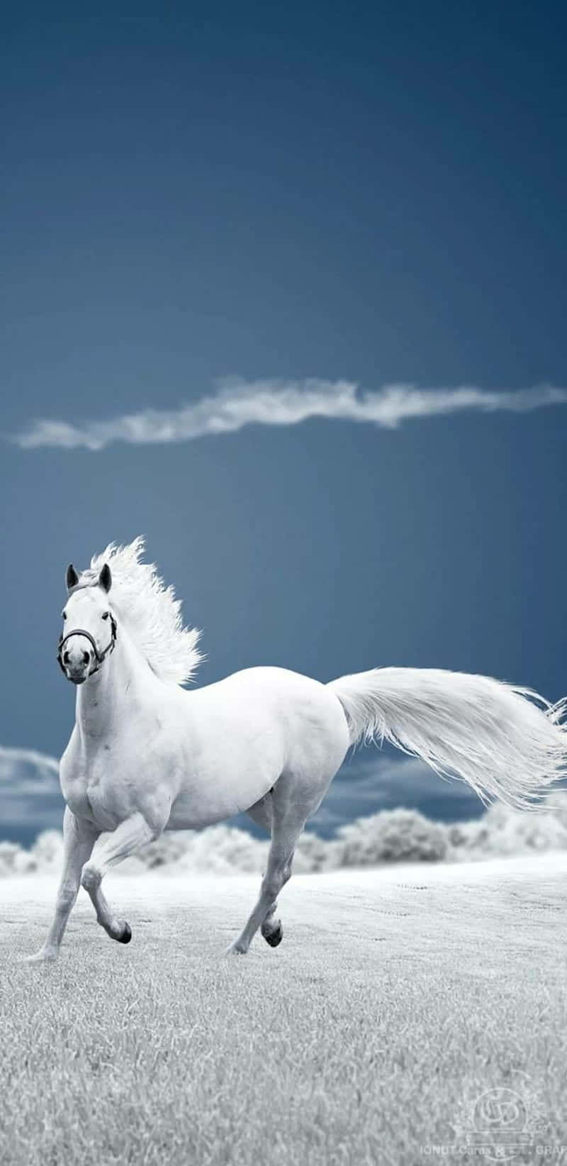 “Beautiful horse trotting under the blue sky” Wallpaper