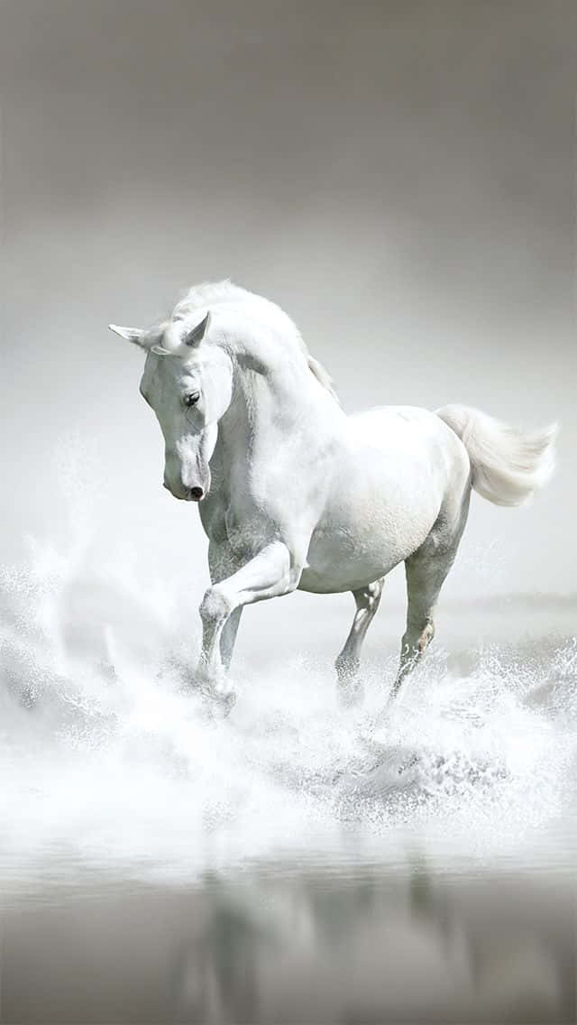 En ædelt hest, der nyder det åbne luft i solskin Wallpaper
