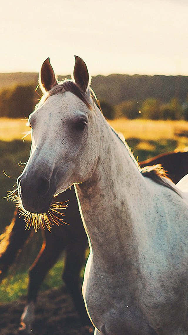 Tittapå Denna Vackra Häst På En Iphone. Wallpaper