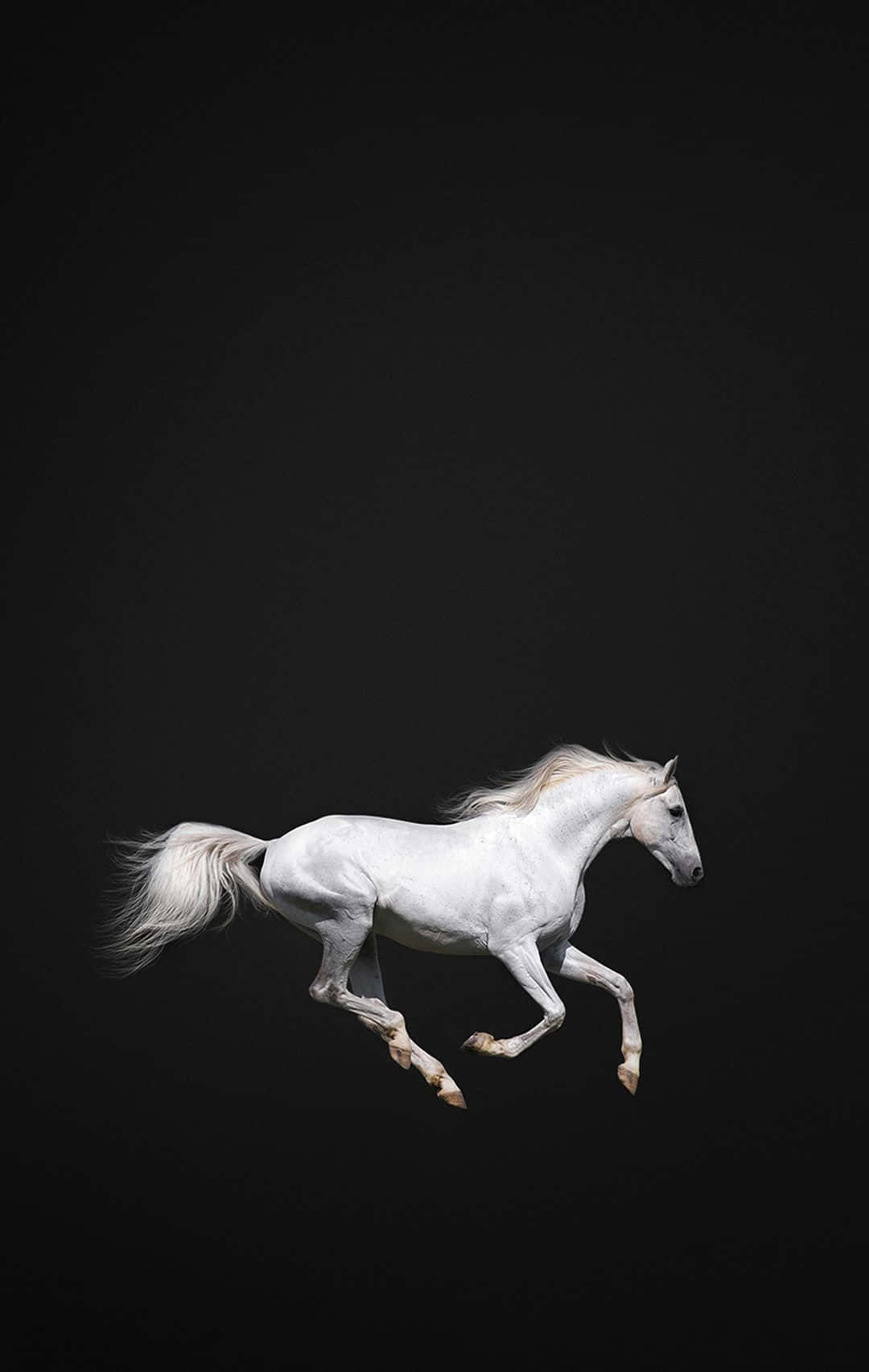 "A beautiful, majestic horse running in a sunlit field" Wallpaper