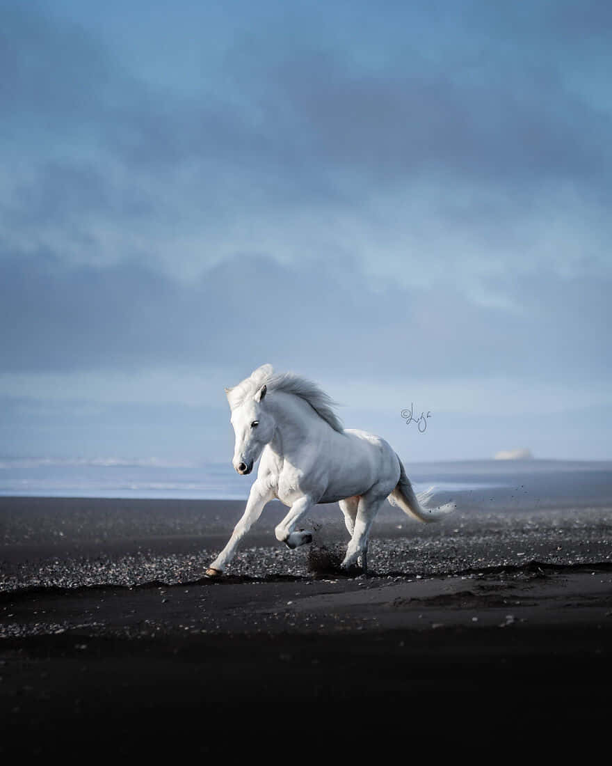 A stunning white horse in the fields of nature. Wallpaper