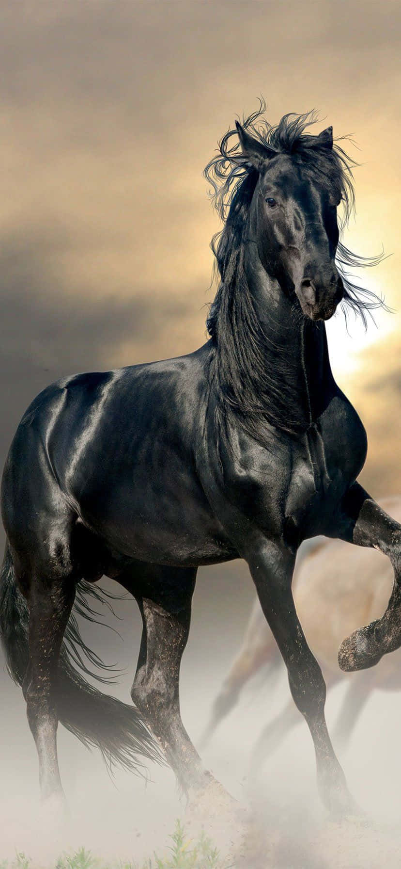 "A beautiful horse stands still and proud against a setting sun." Wallpaper