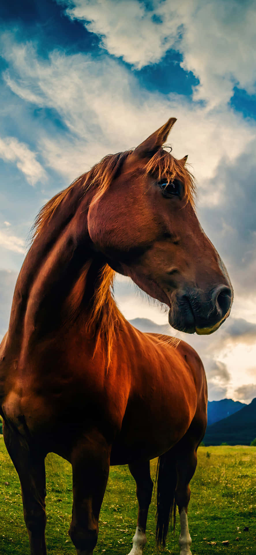 Bemærk skønheden af ​​en fin vogns hest. Wallpaper