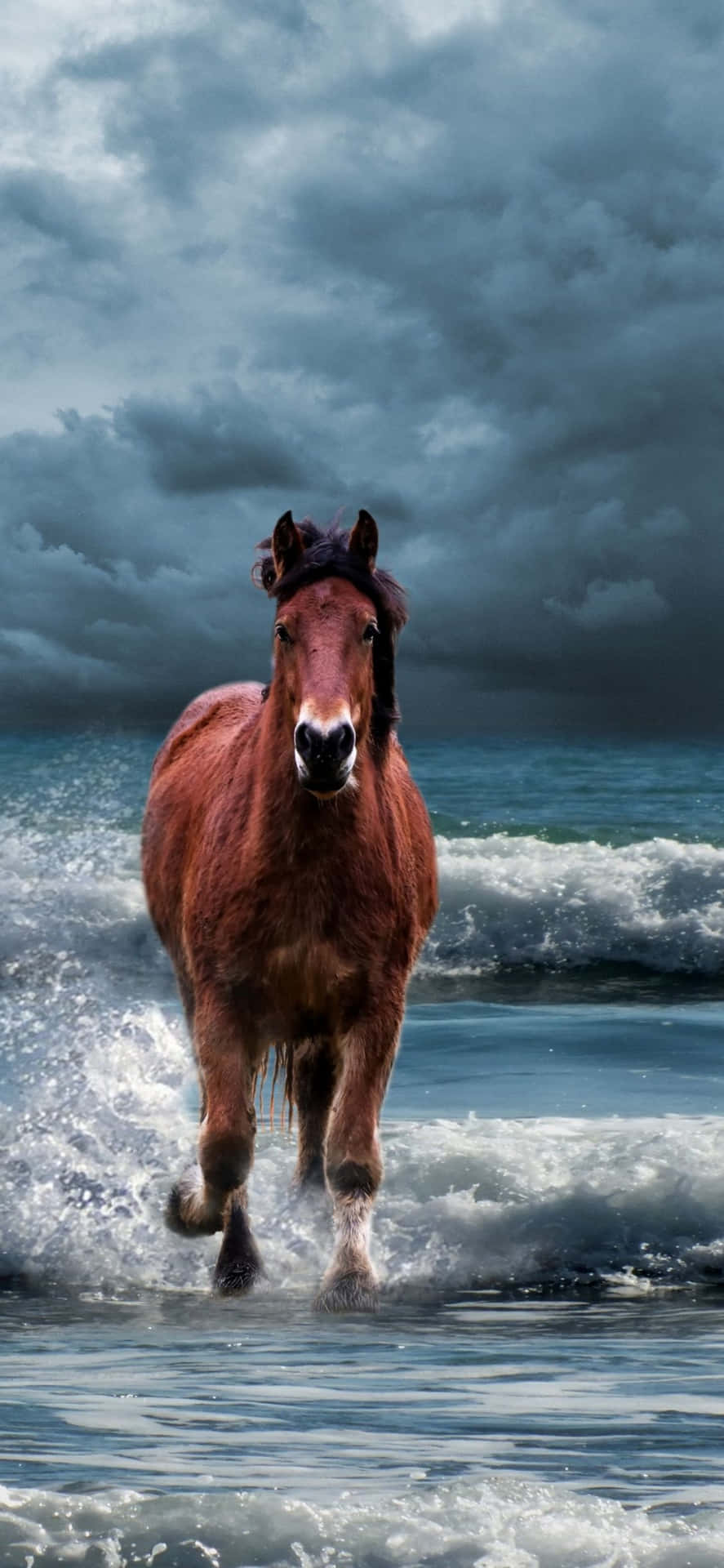 A Horse Is Running In The Ocean Wallpaper