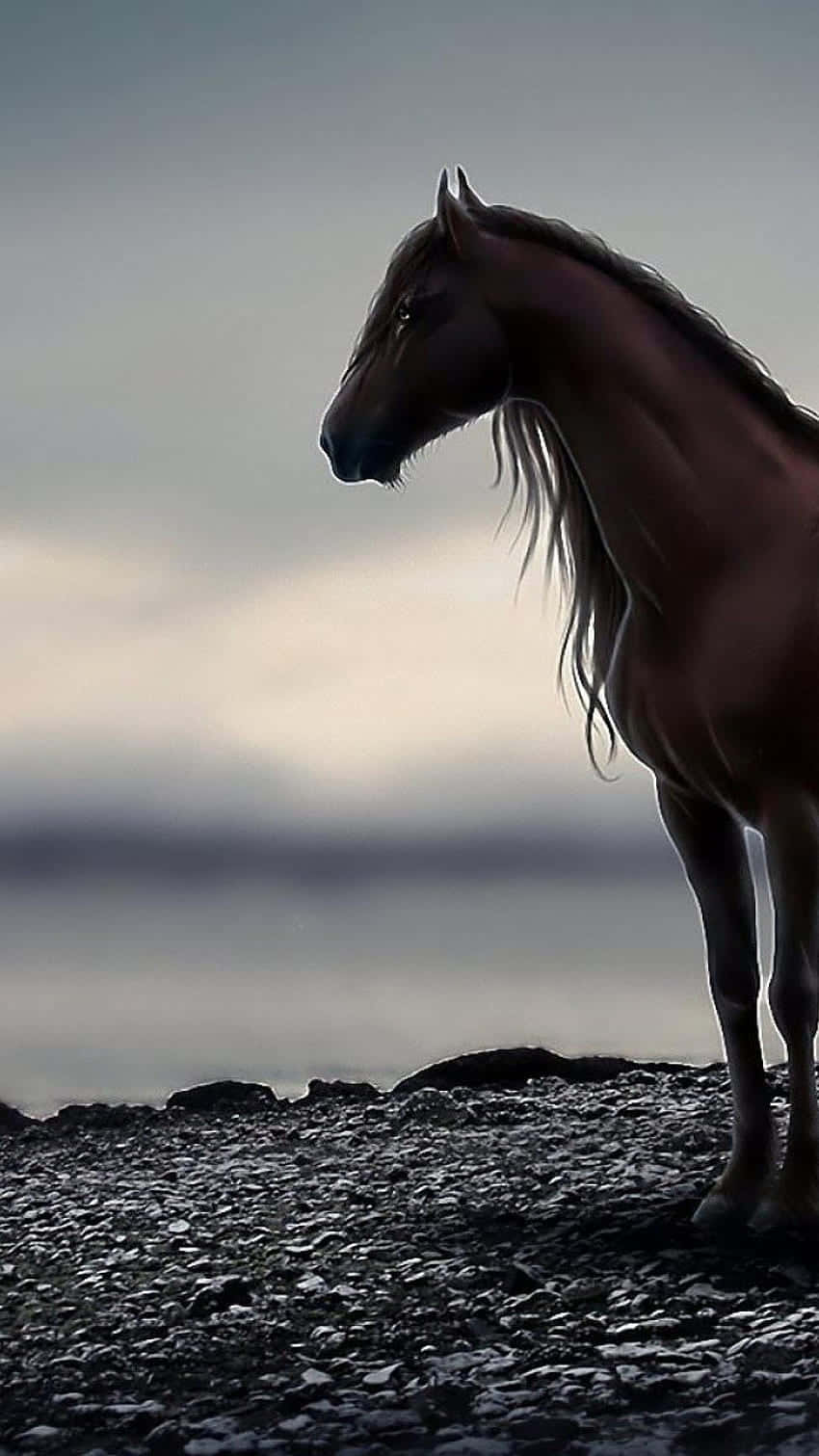 Einwunderschönes Pferd Im Abendlicht. Wallpaper
