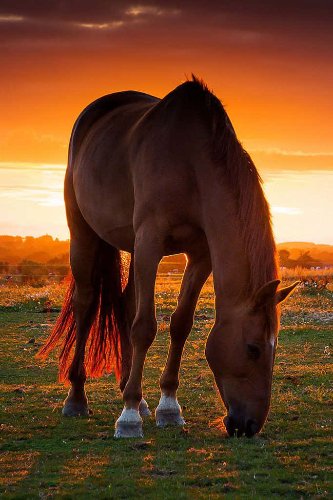 Aesthetic sunset horse HD wallpapers | Pxfuel