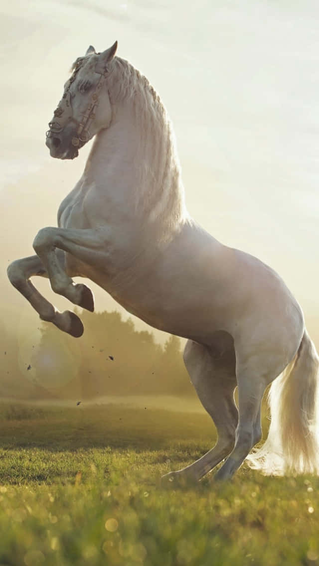 En smuk hest mod en flot solnedgang. Wallpaper