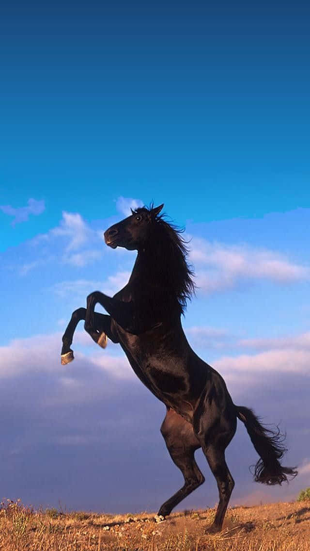 12 amazing phone wallpapers  Horse wallpaper Horse aesthetic Horse  background