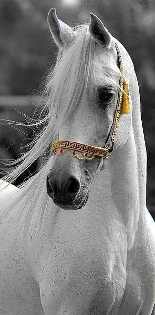 Vacker Häst Iphone 630 X 1280 Wallpaper