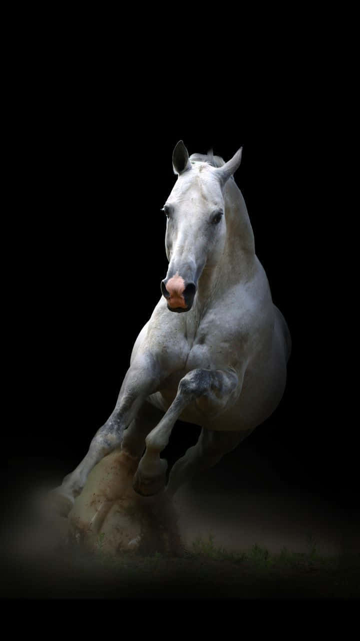 Horse iphone HD wallpapers  Pxfuel