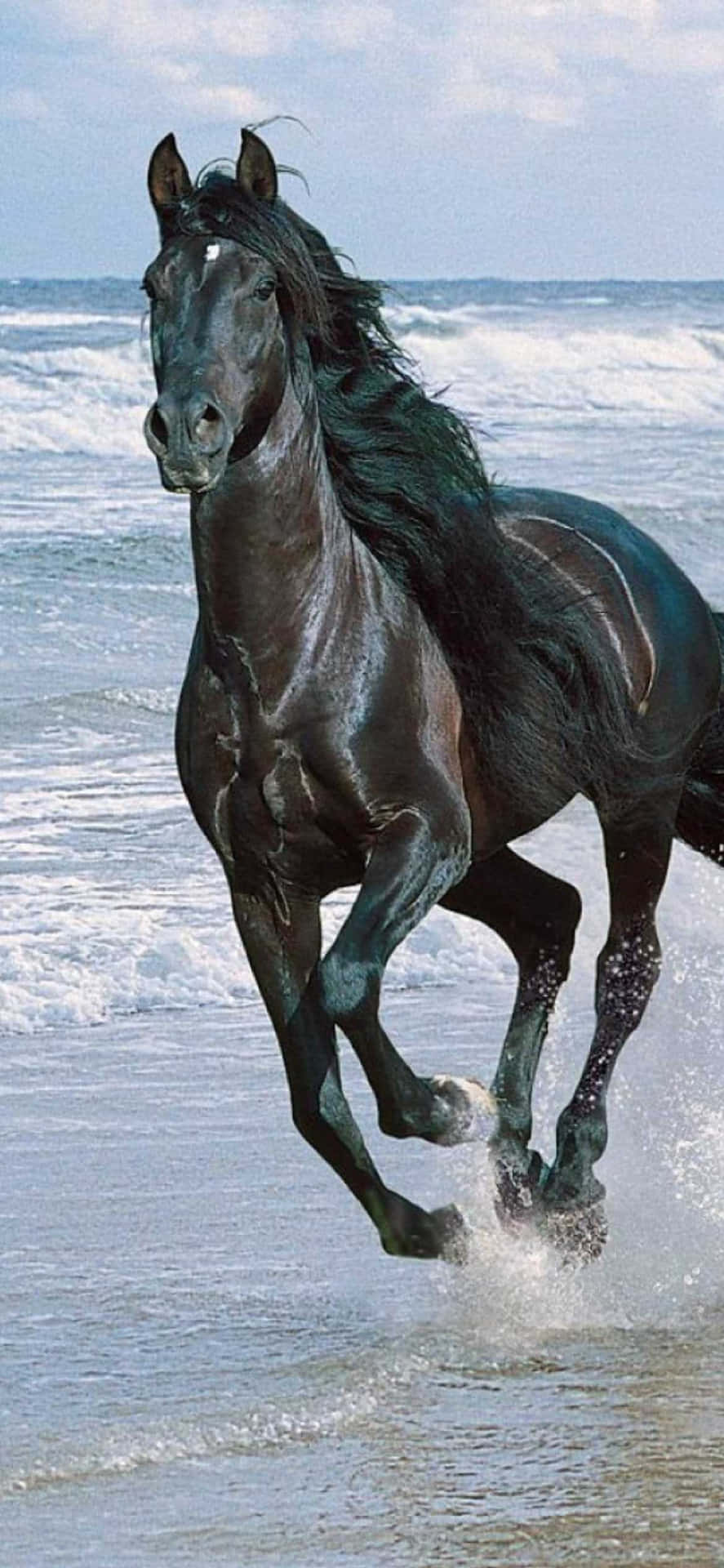 Udlev dit frie ånd med det smukke hest Iphone tapet. Wallpaper