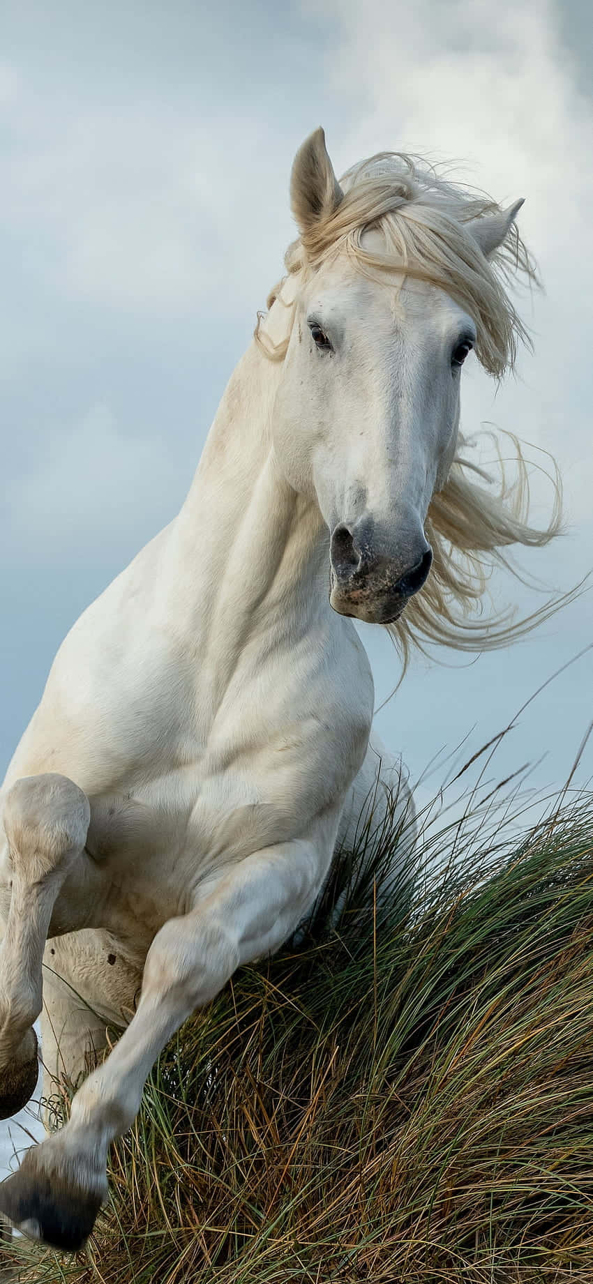 Få hestekræfter og skønhed med den smukke hest Iphone wallpaper. Wallpaper
