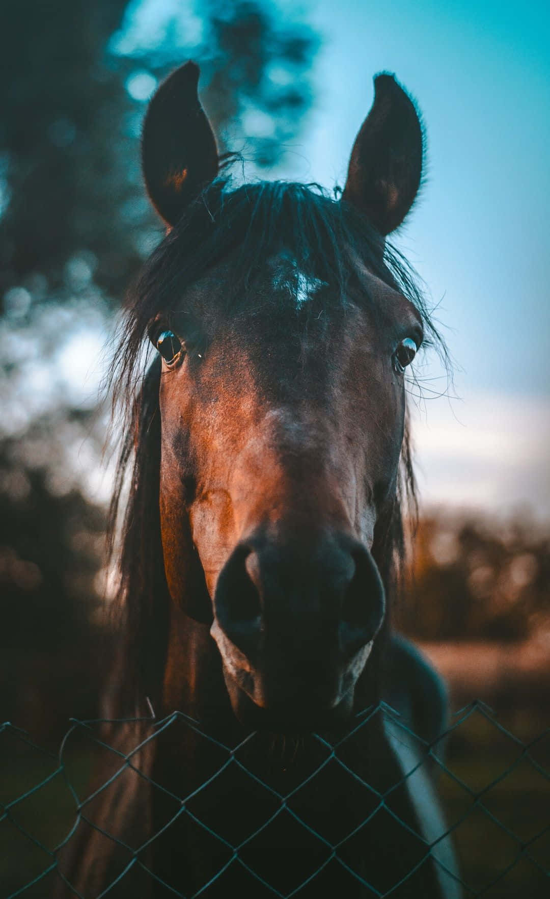 Vackerbild På Hästens Ansikte.