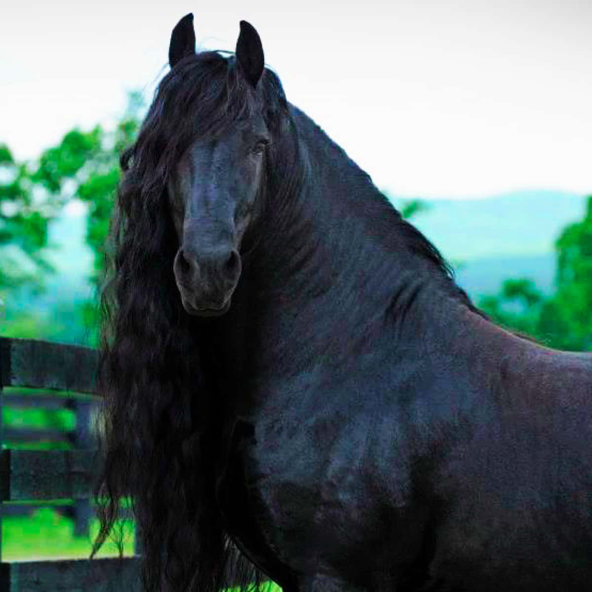 Beautiful Stallion Horse Picture
