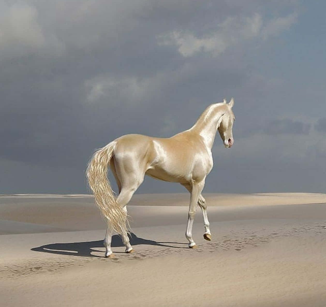 Beautiful Silky Horse Picture