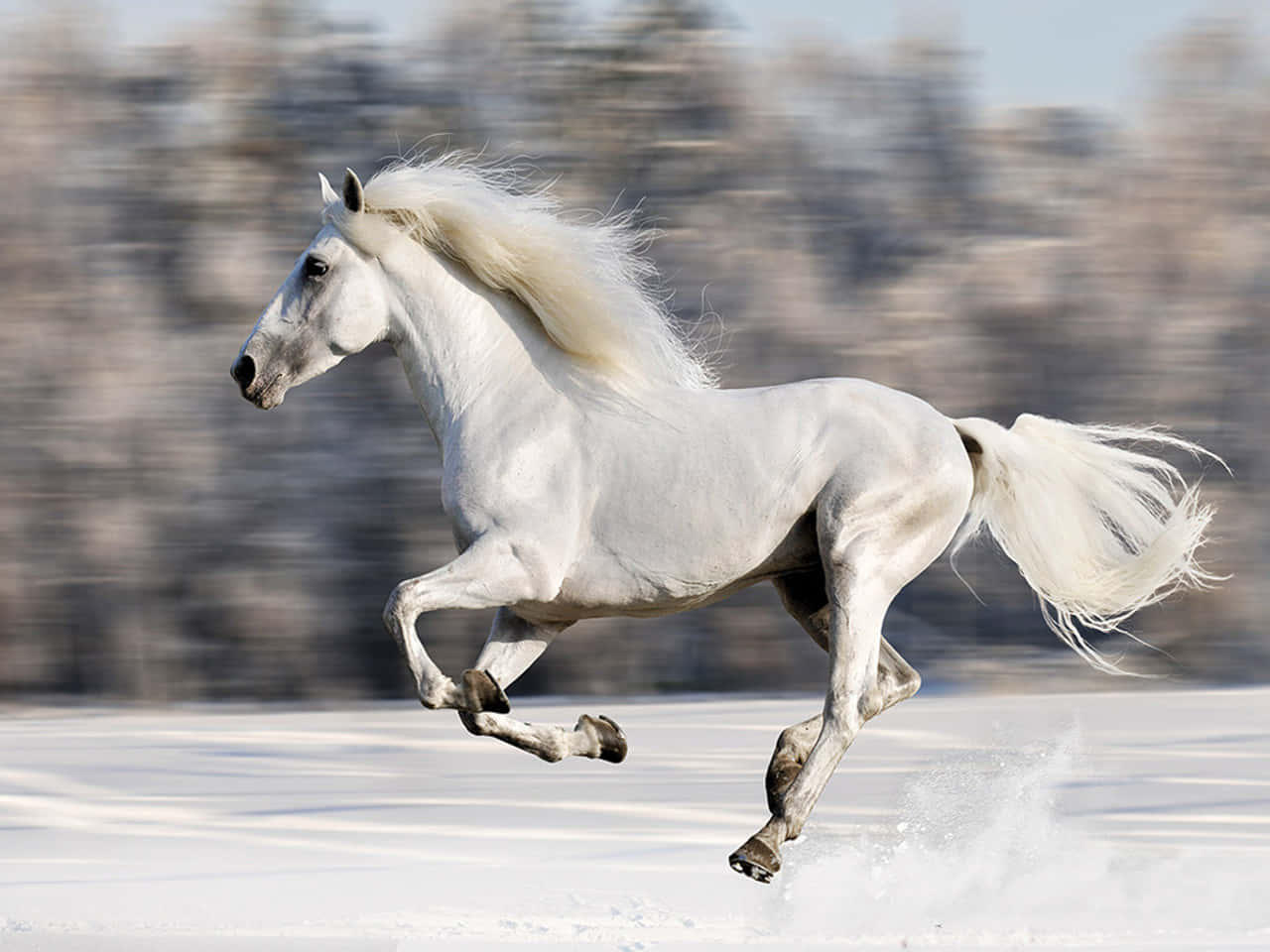 Beautiful Horse Motion Blur Picture