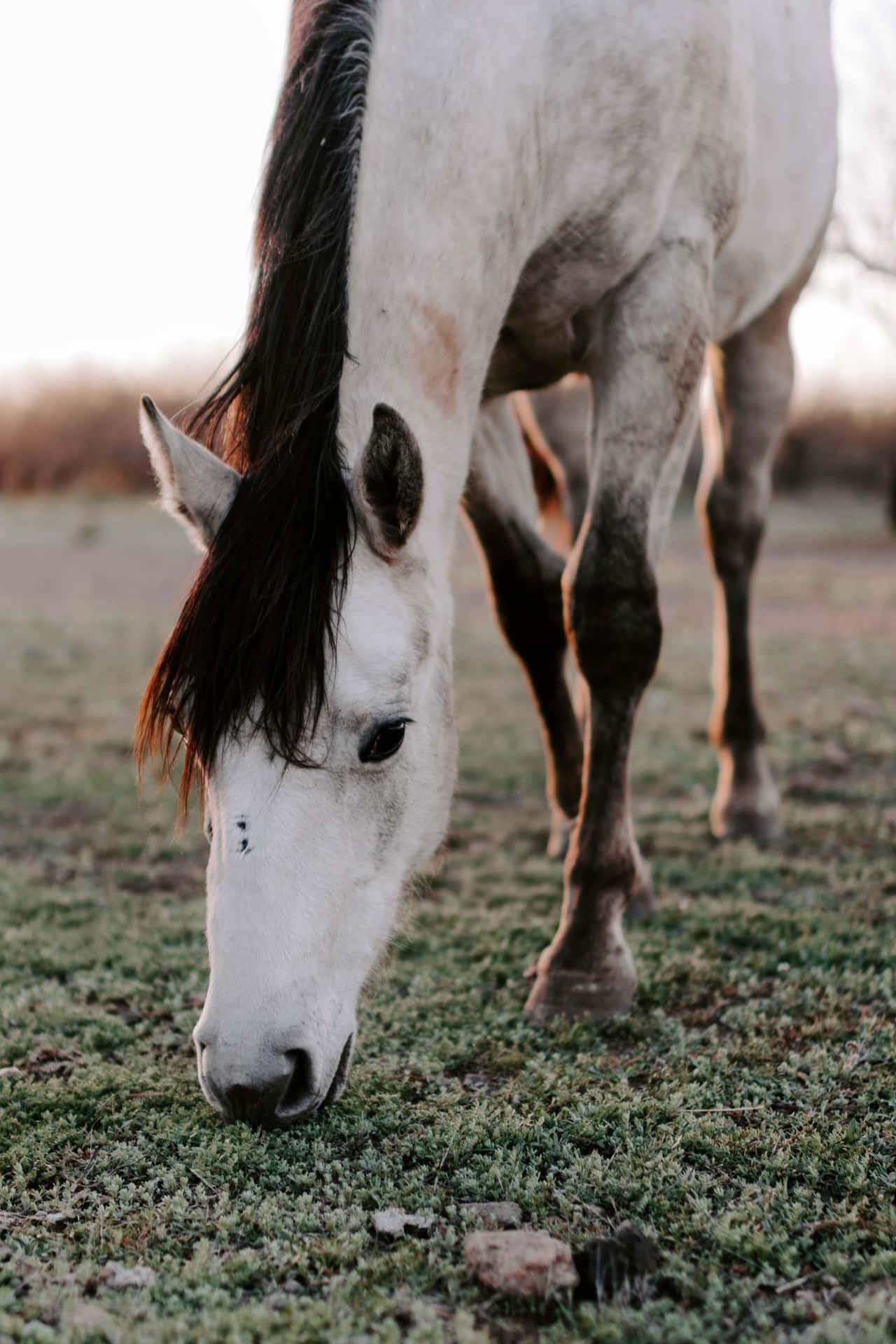 Fotodi Un Bellissimo Cavallo Bianco E Nero Che Mangia L'erba