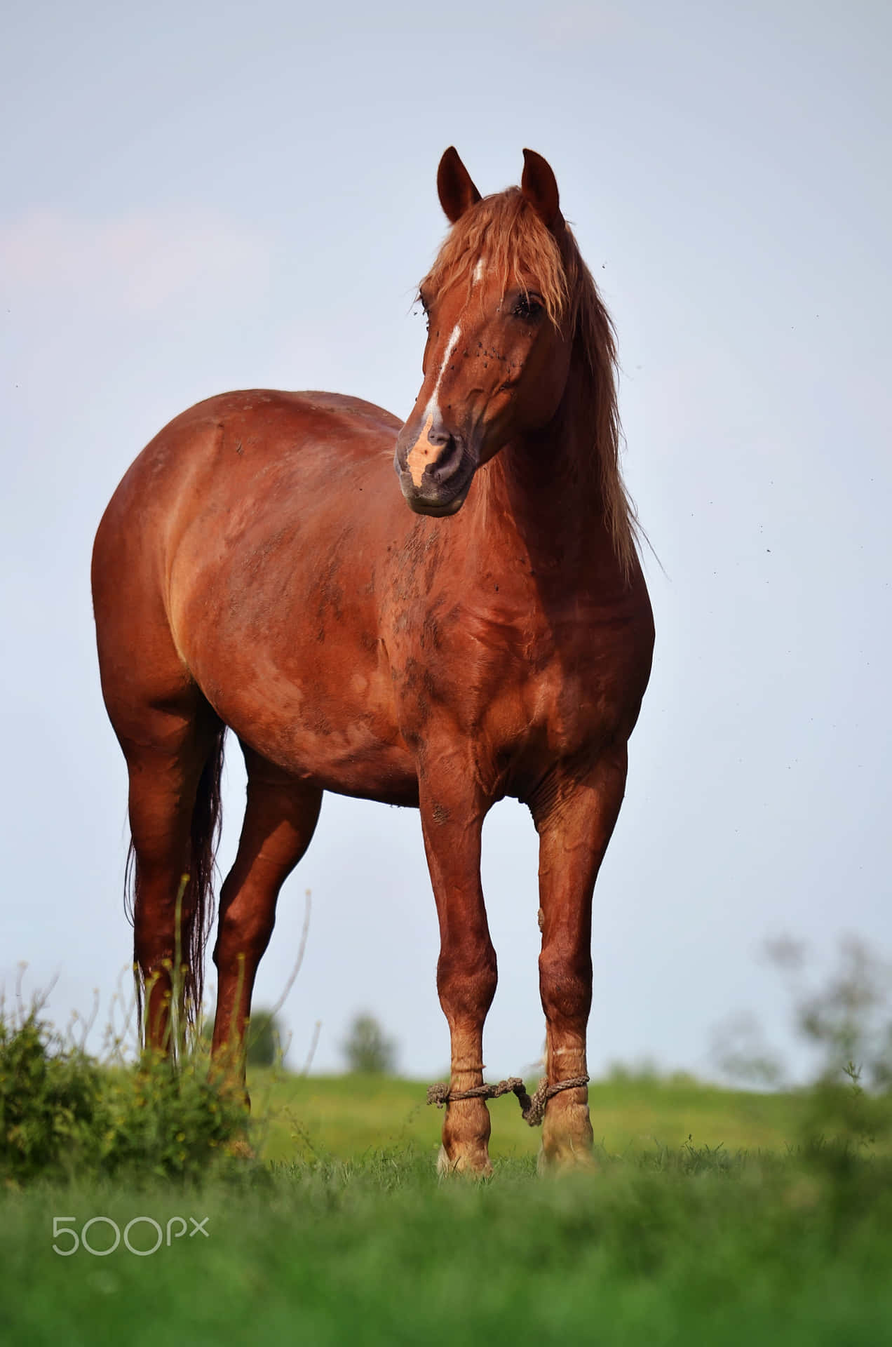 Beautiful Horse Standing Picture