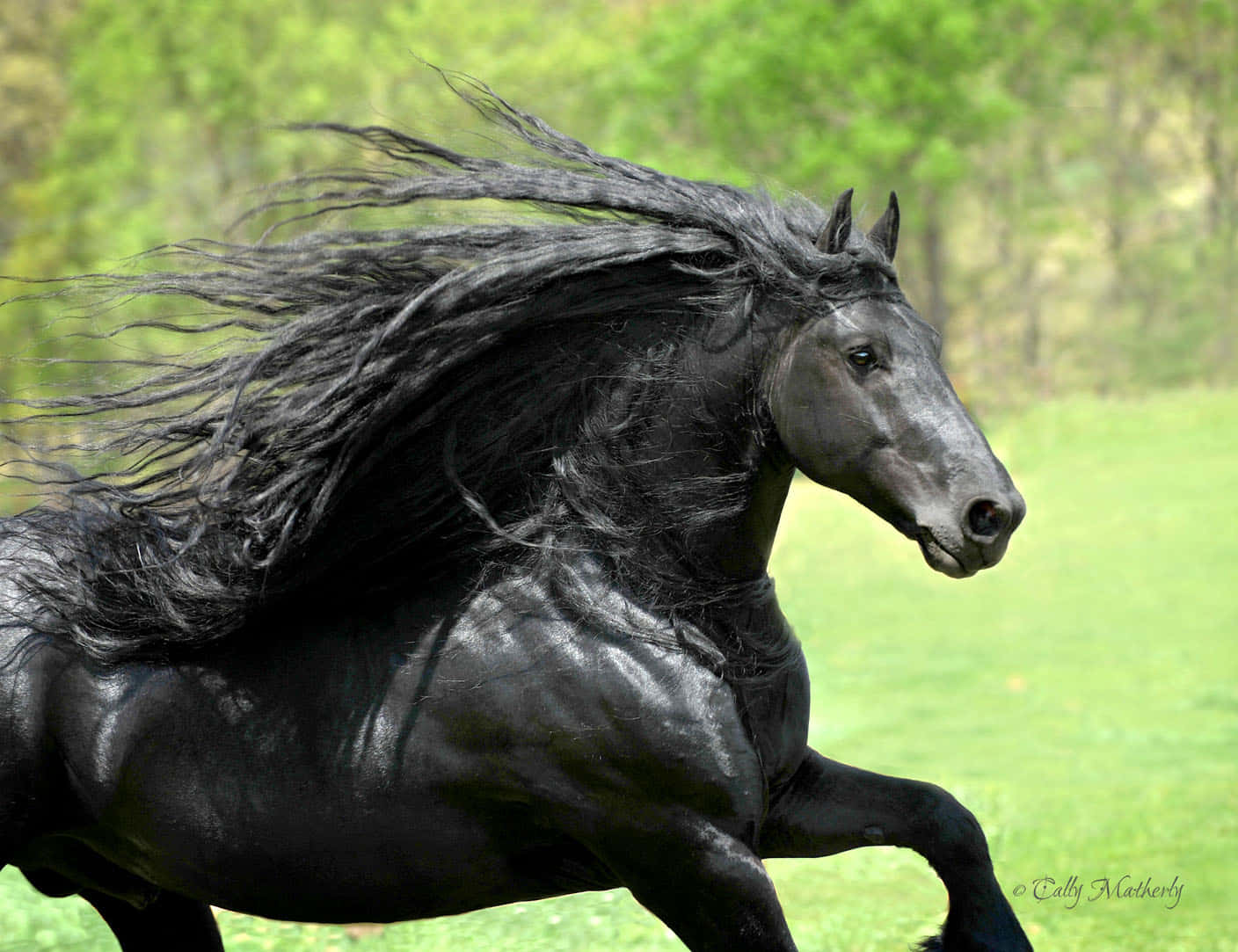 Конь с черной гривой. Пегая Фризская лошадь.