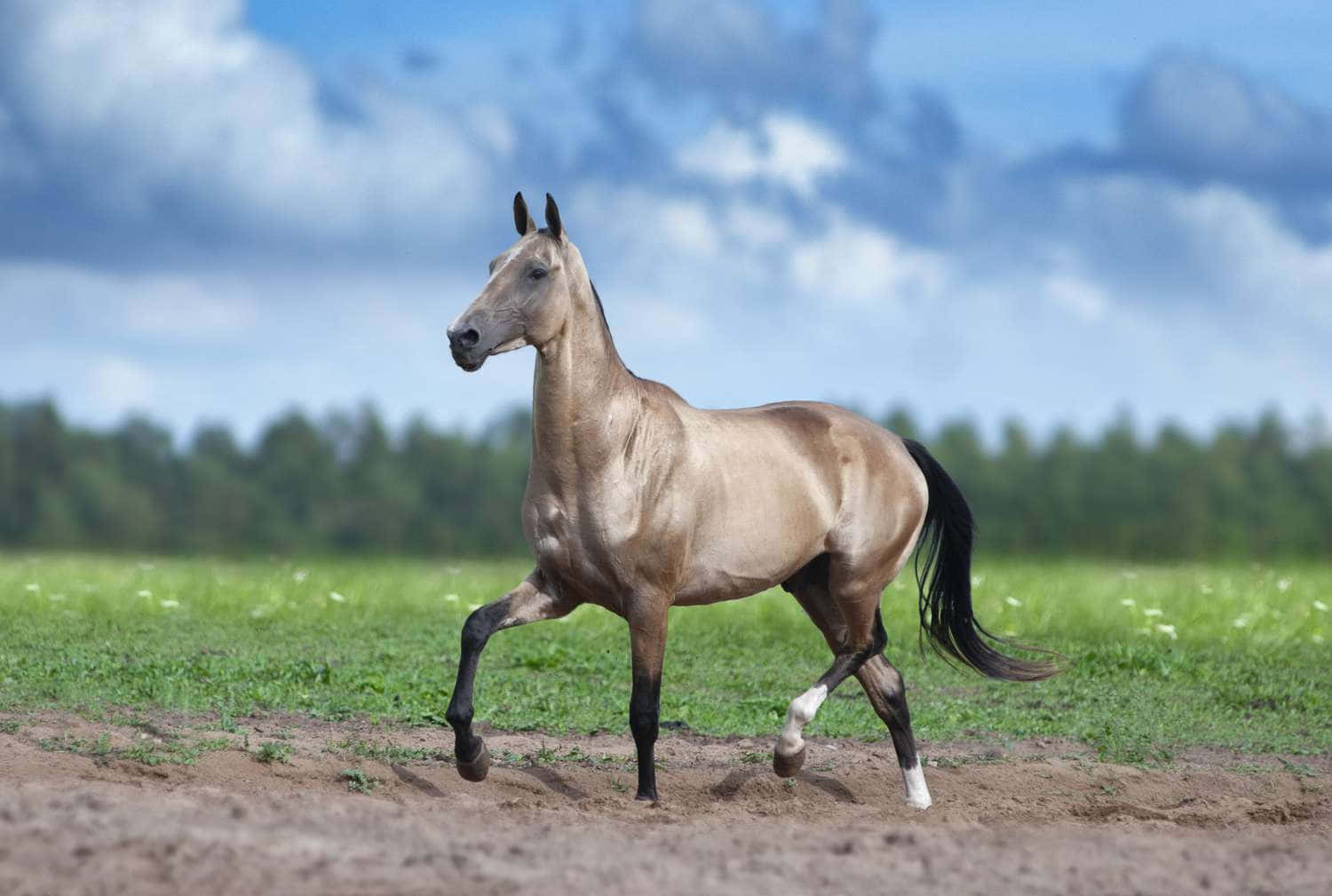 Vackerbild Av En Gulbrun Häst.