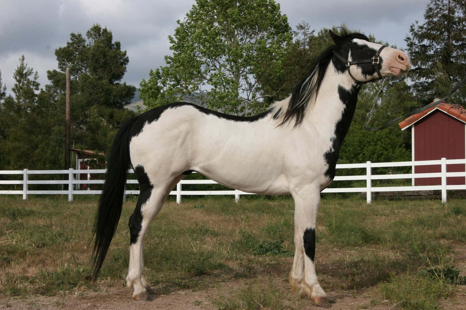 Beautiful Black-White Horse Picture