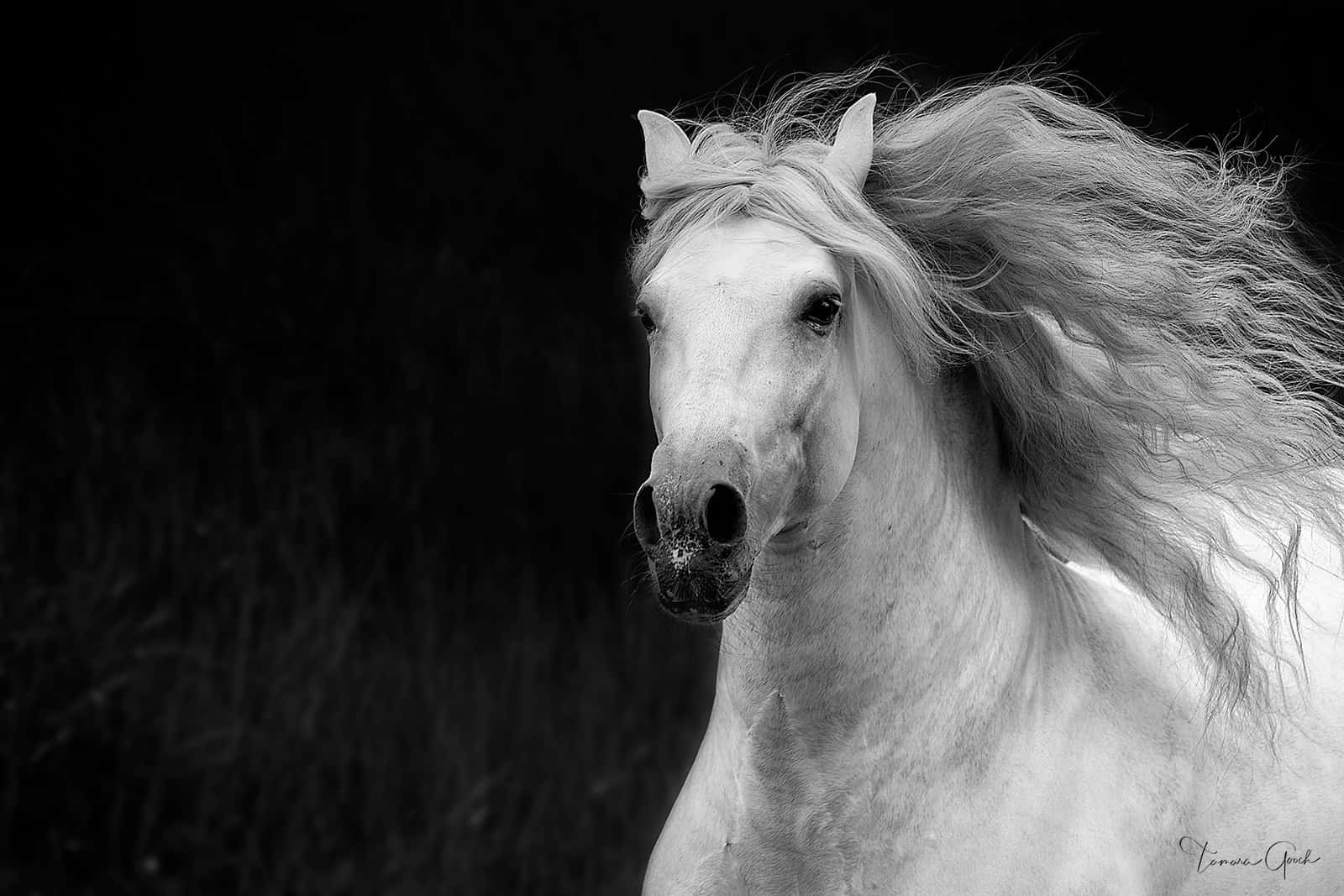 Vackervit Häst På En Svart Bild.