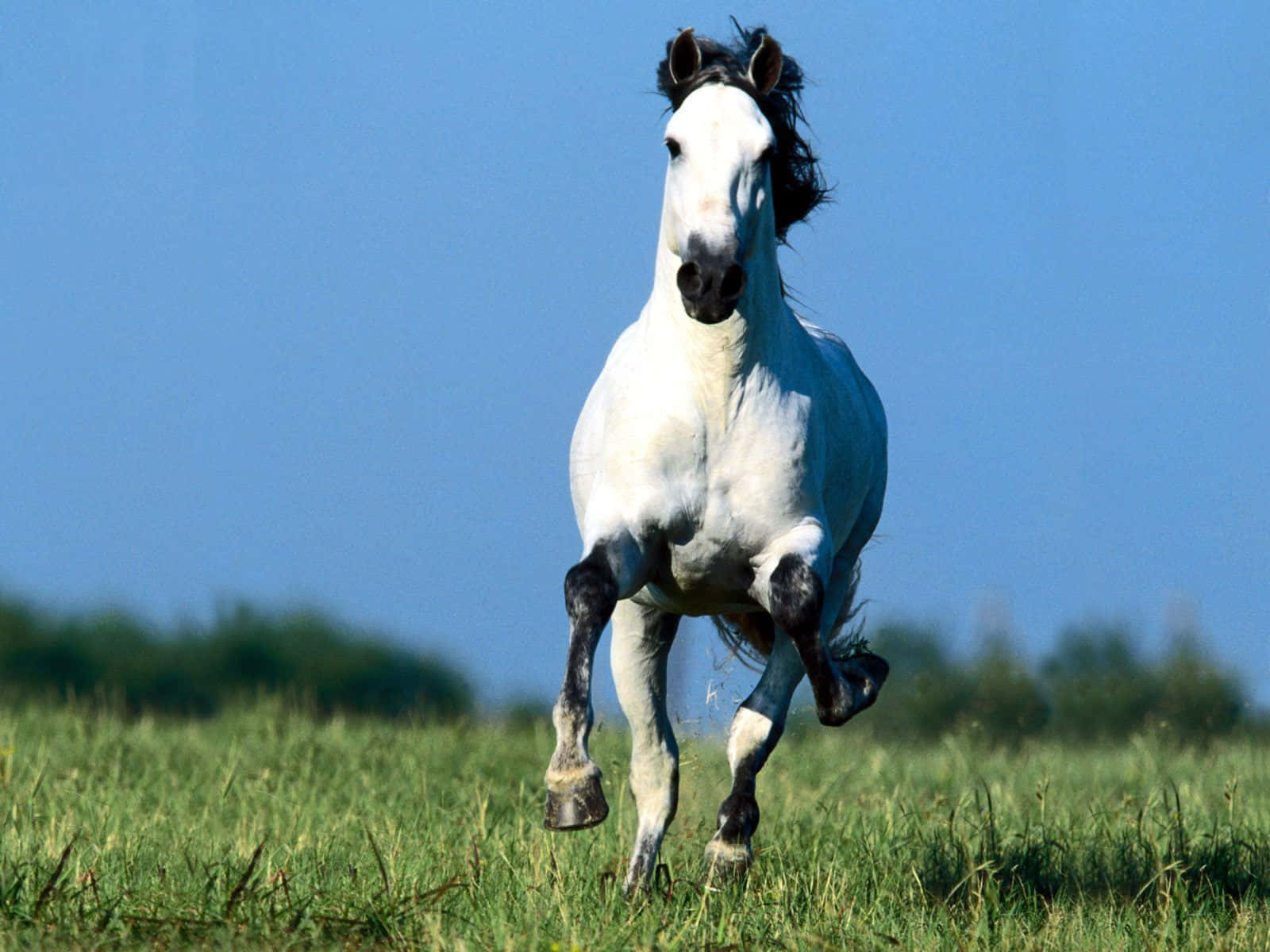 Bellissimafoto Di Un Cavallo Bianco Che Corre