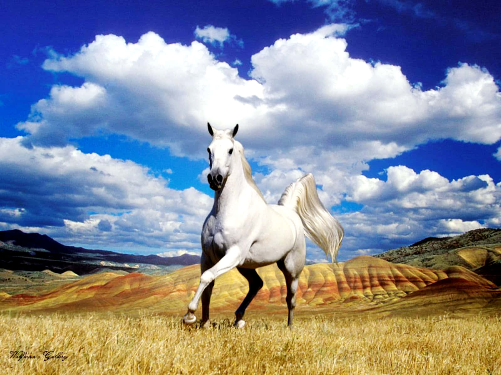 Bellissimaimmagine Di Un Cavallo Sotto Un Cielo Nuvoloso E Azzurro