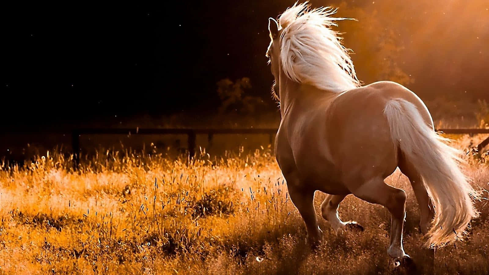 Beautiful Horse Back-View Picture