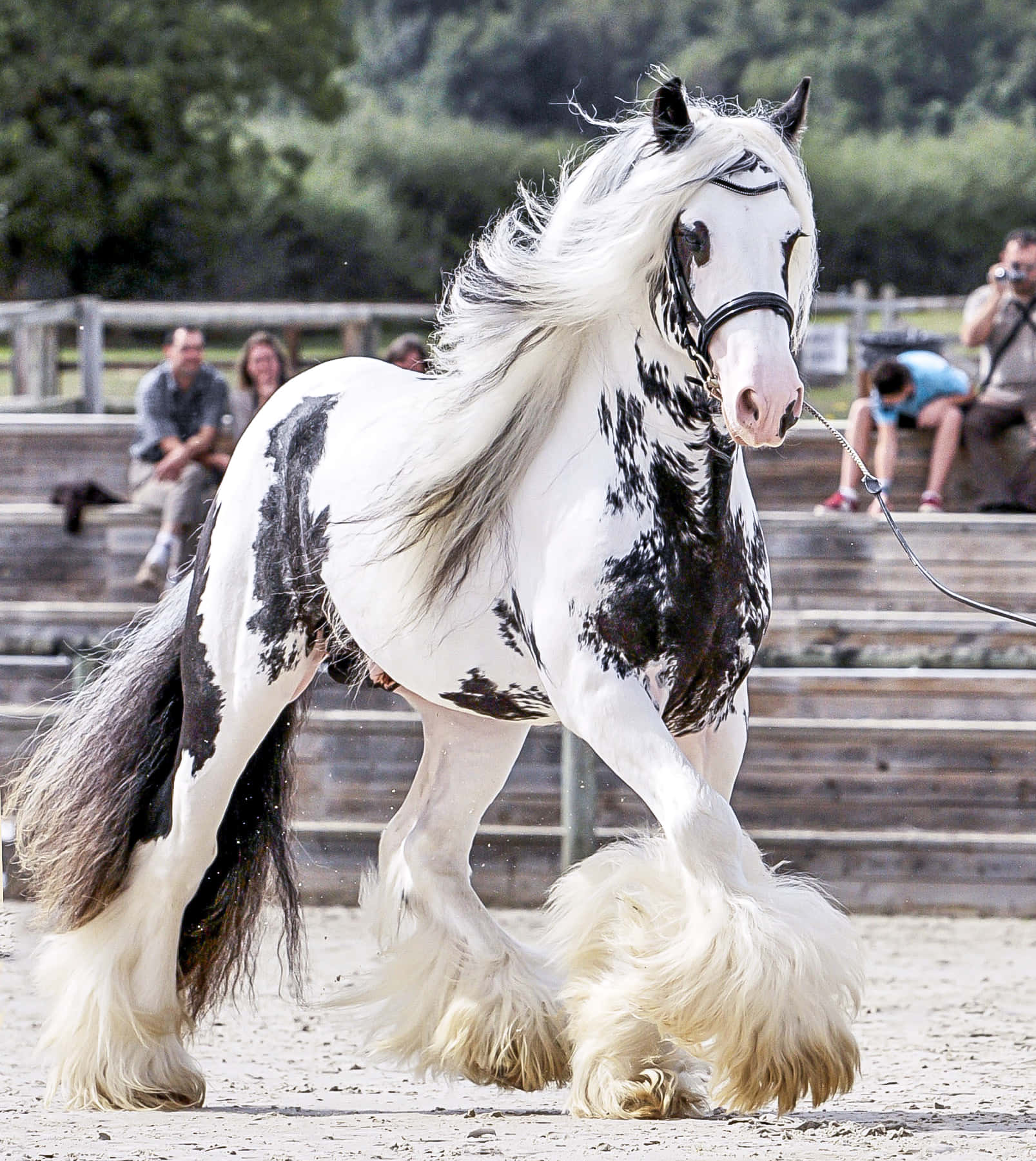 Beautiful Galineers Cob Horse Picture