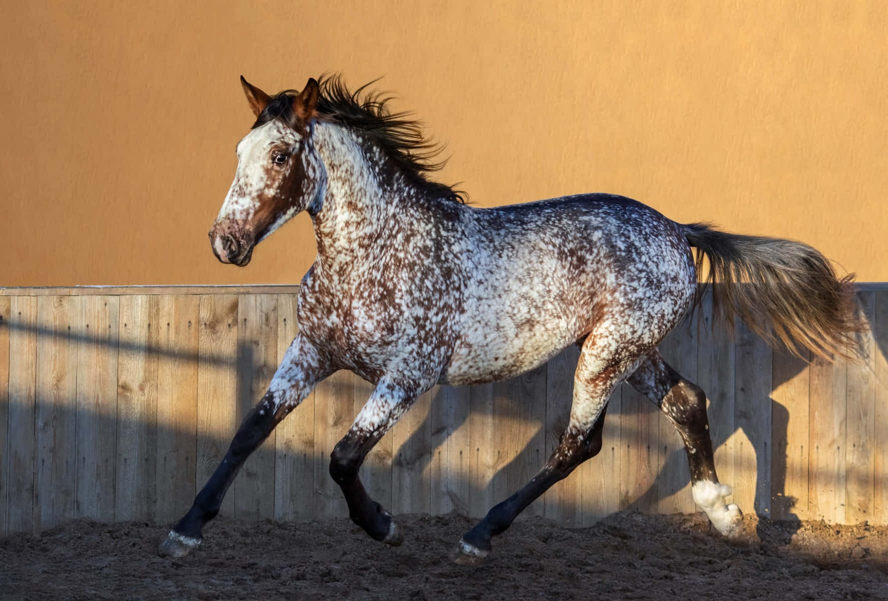 Beautiful Appaloosa Horse Picture