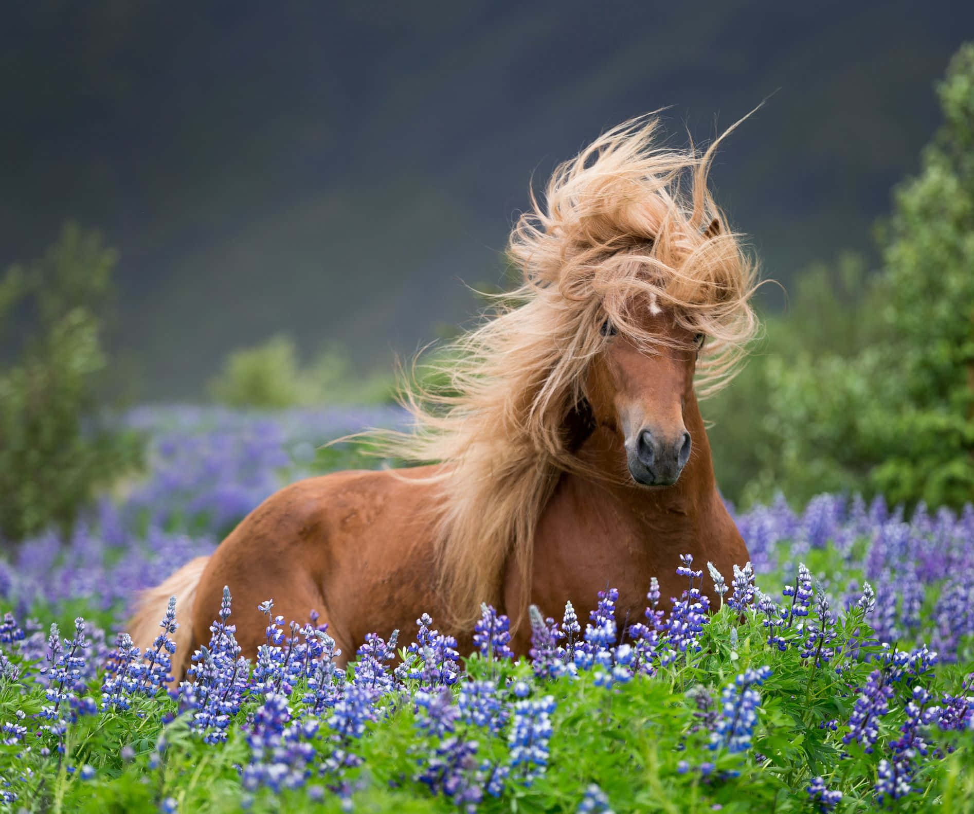 Beautiful Horse In A Lavender Field Picture