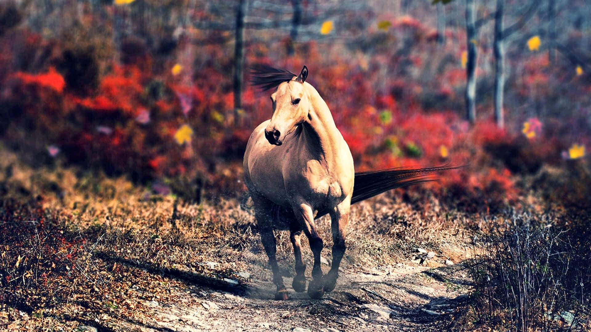 Beautiful Horse Lost On The Path Picture