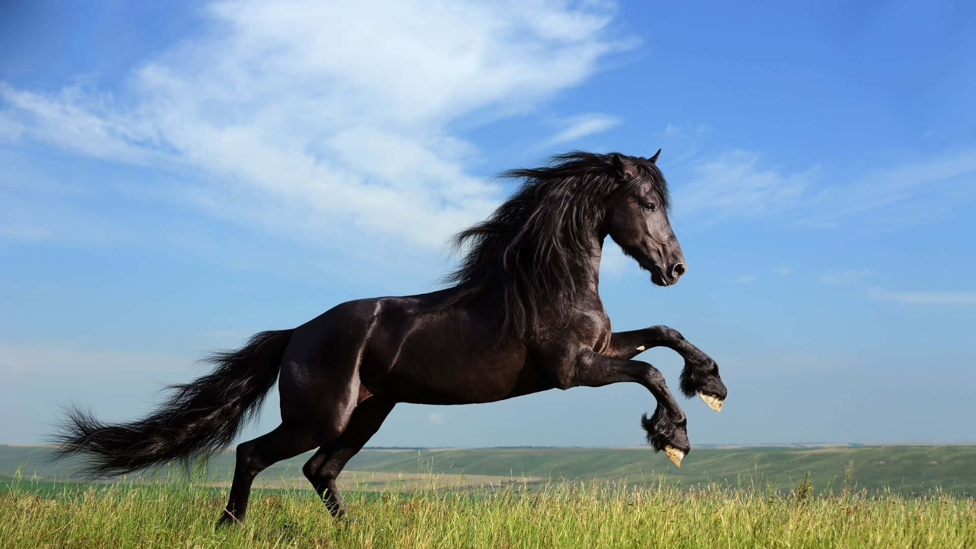 Bellissimaimmagine Di Un Cavallo Che Salta