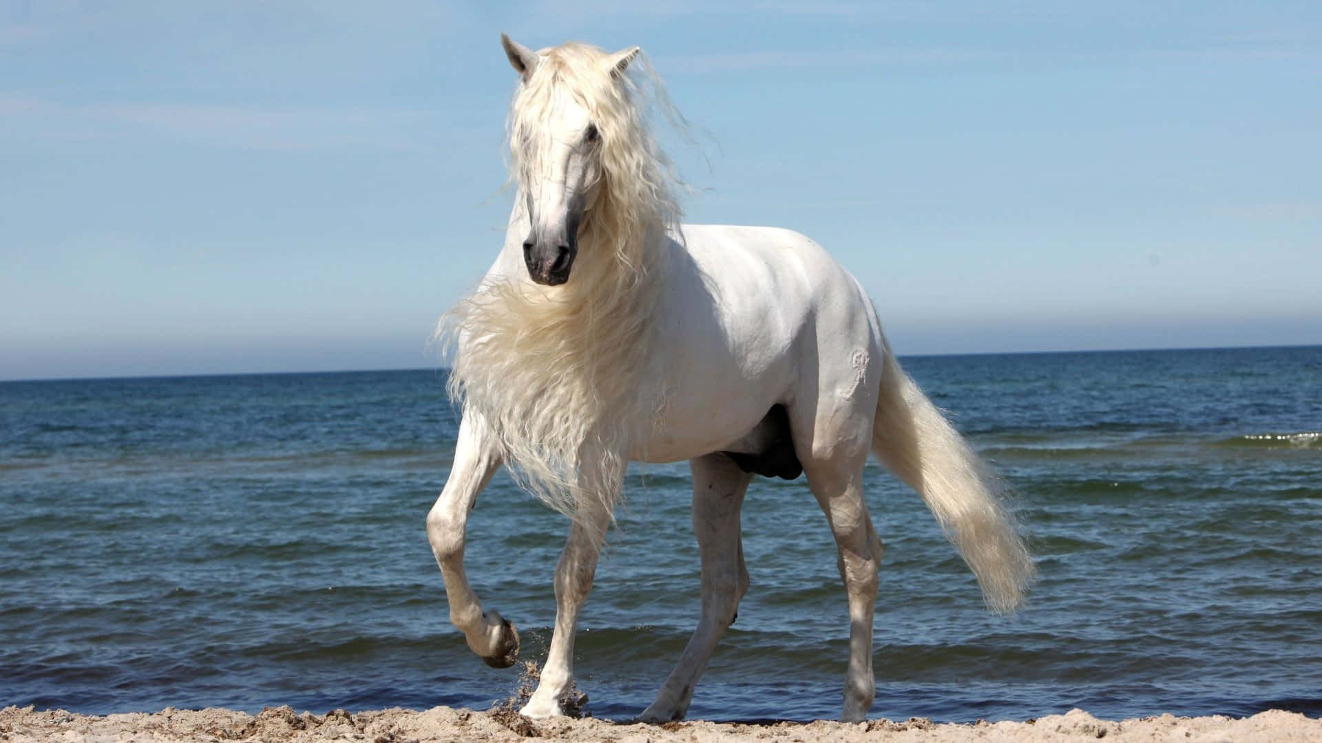Beautiful Long-Maned White Horse Picture